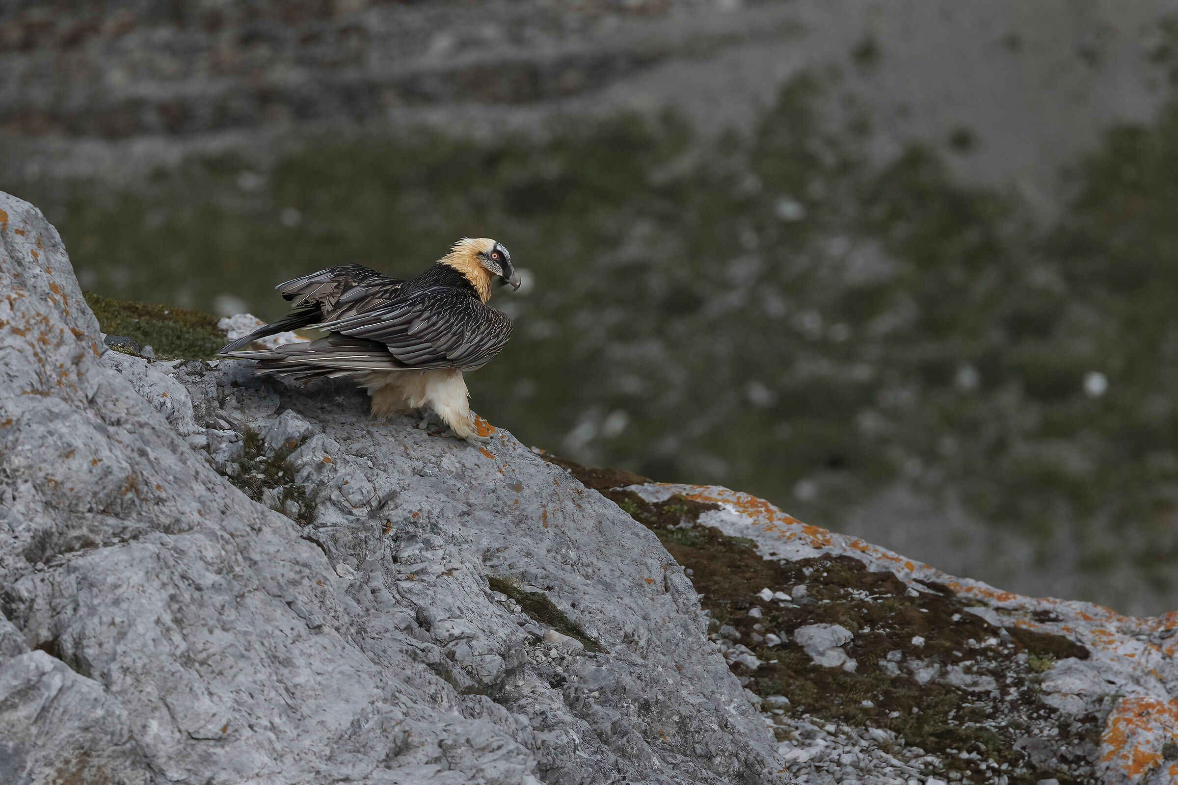 Bearded vulture