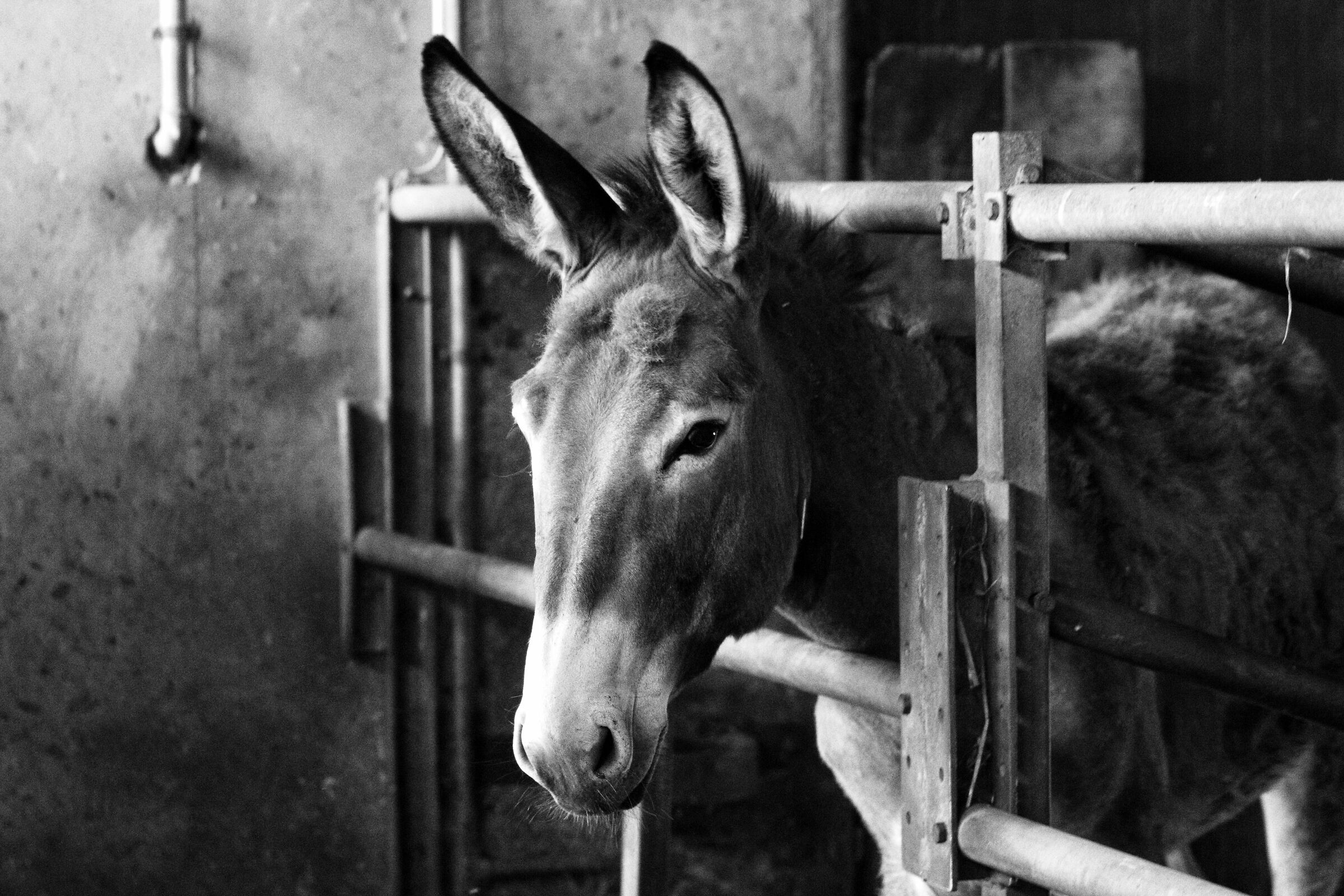 Solitudine animale