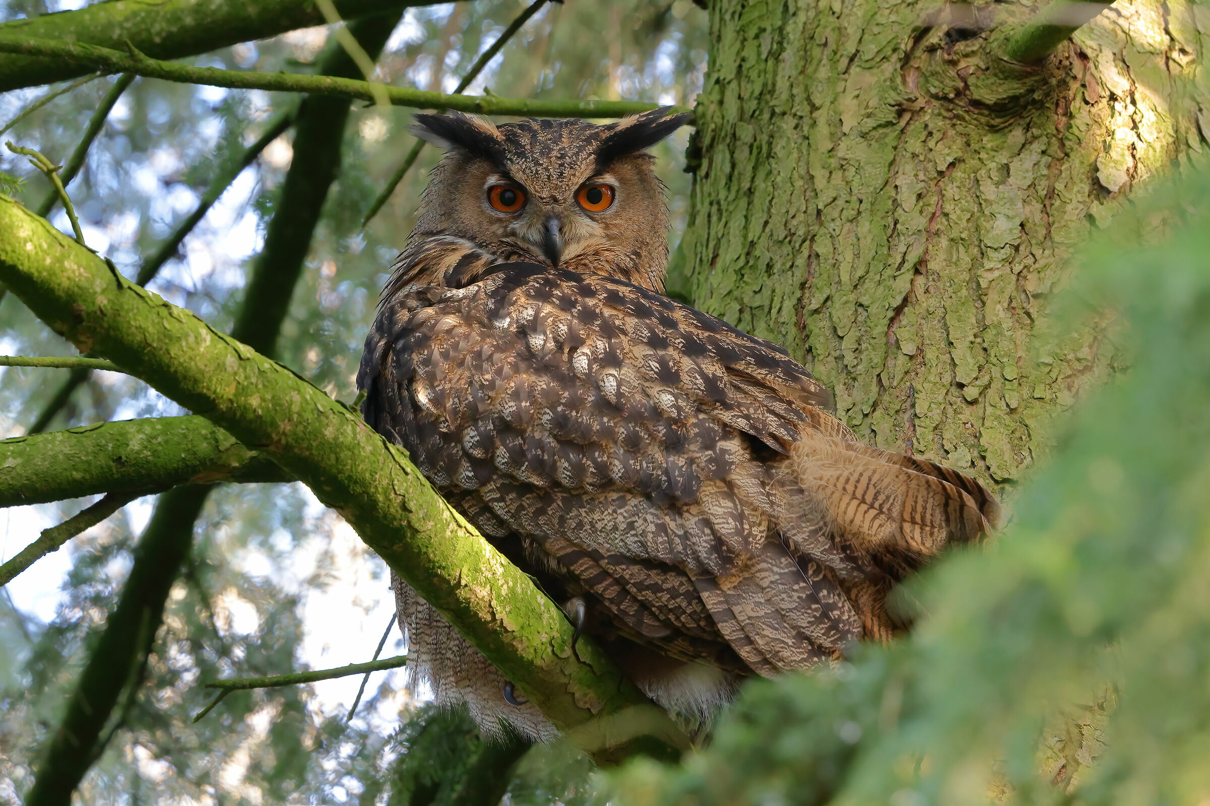 Eagle owl