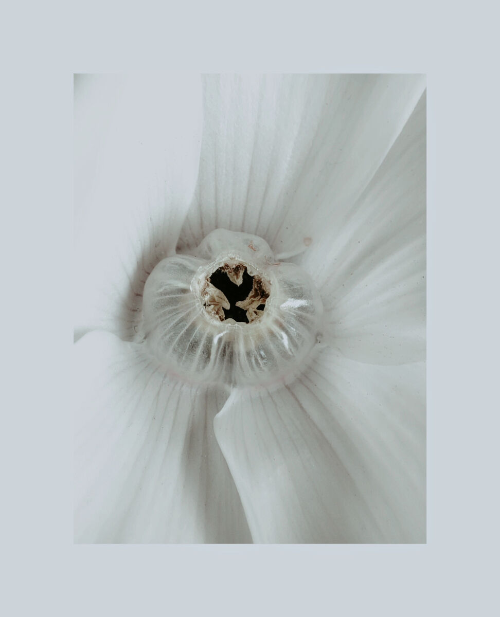 Nel cuore del ciclamino