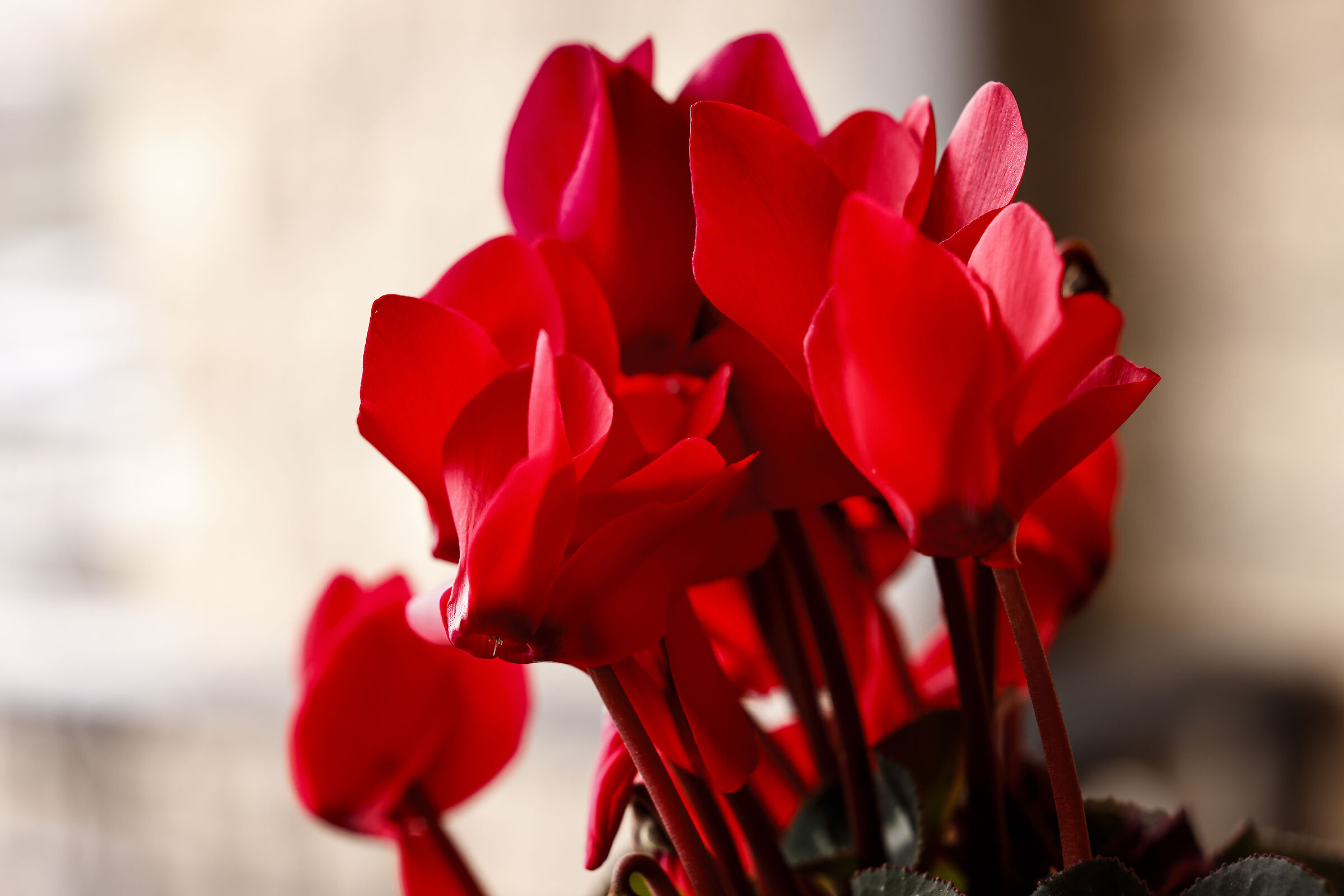 I silenzi del freddo....