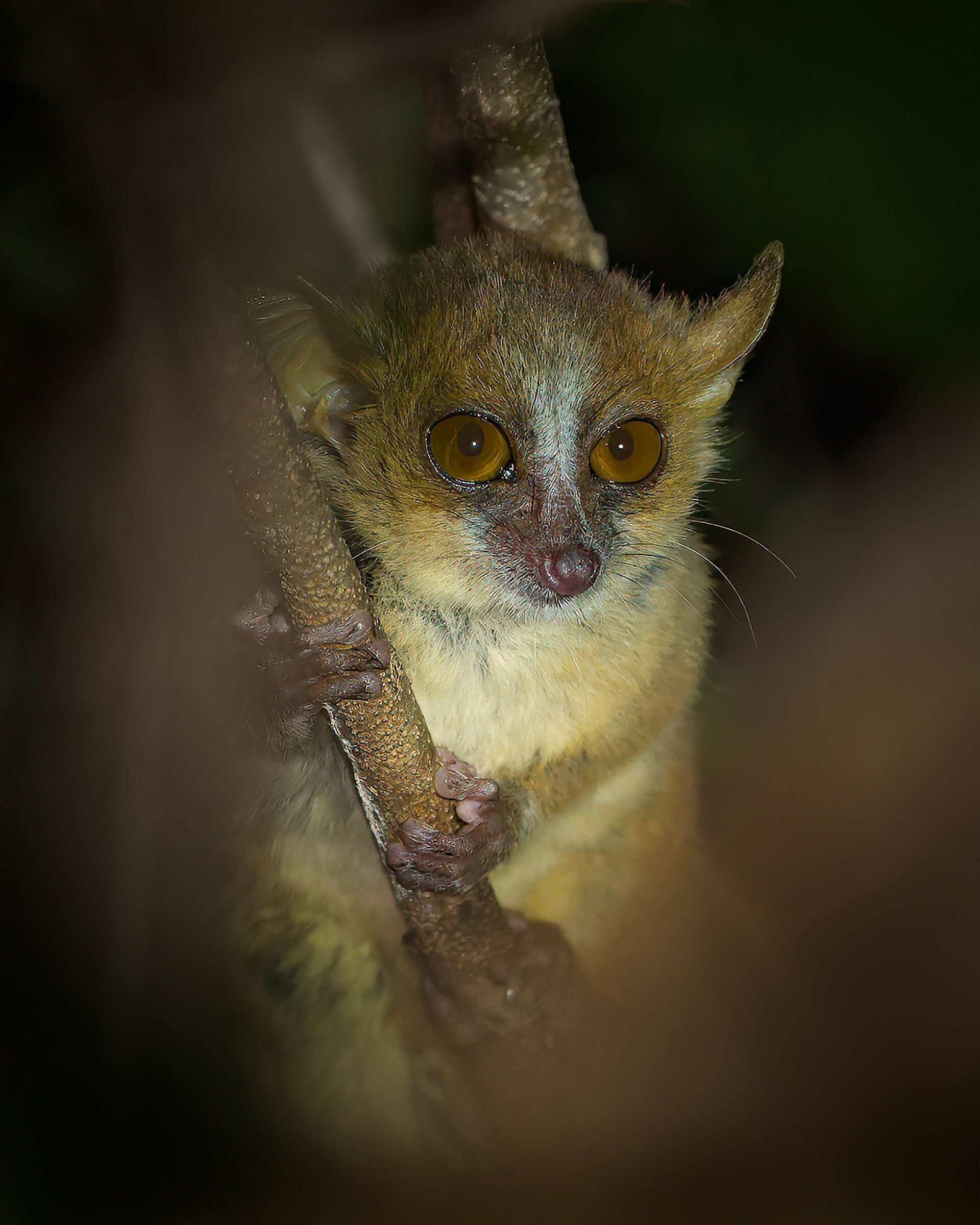 Ravelobe's mouse lemur