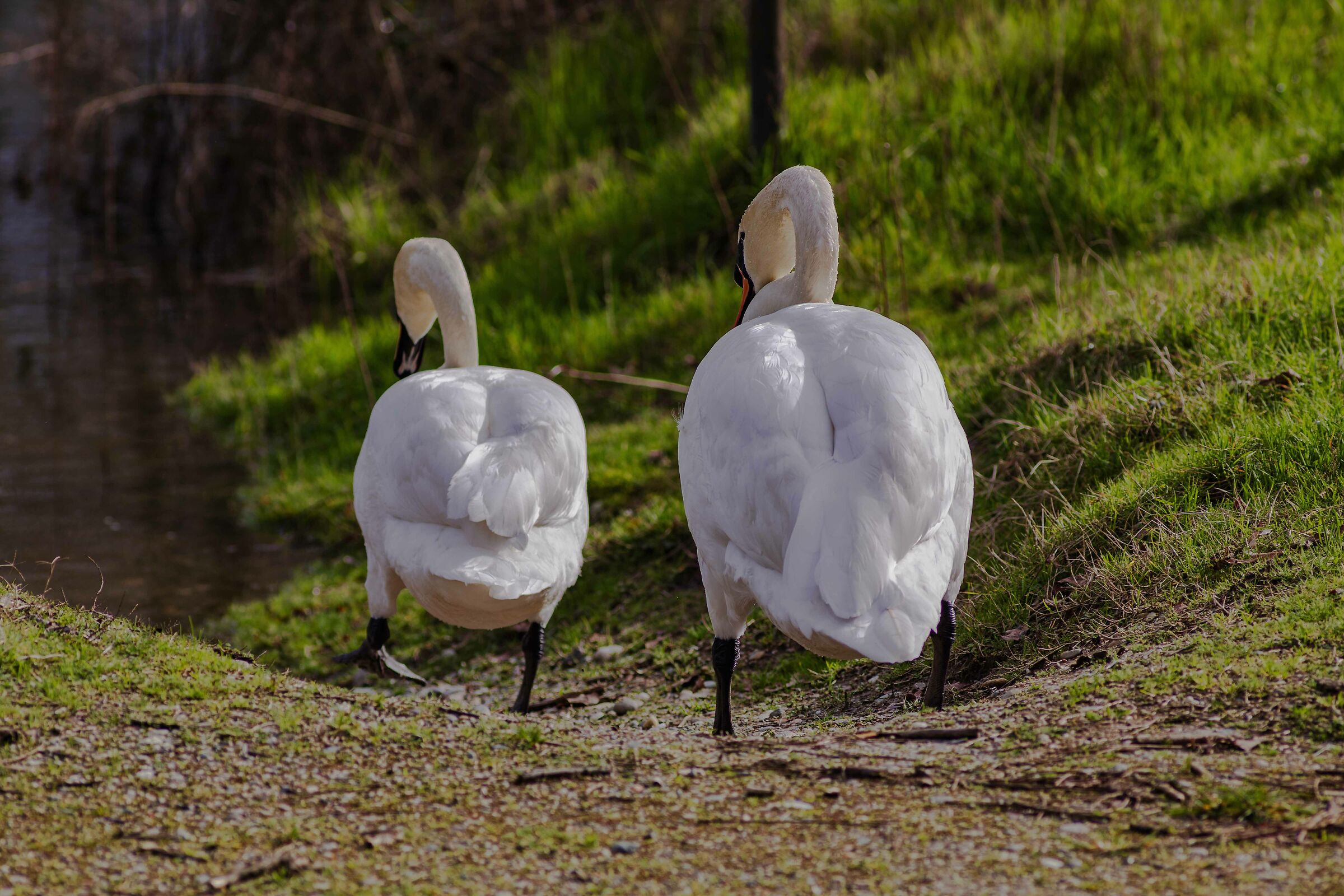 Walking unhurriedly........