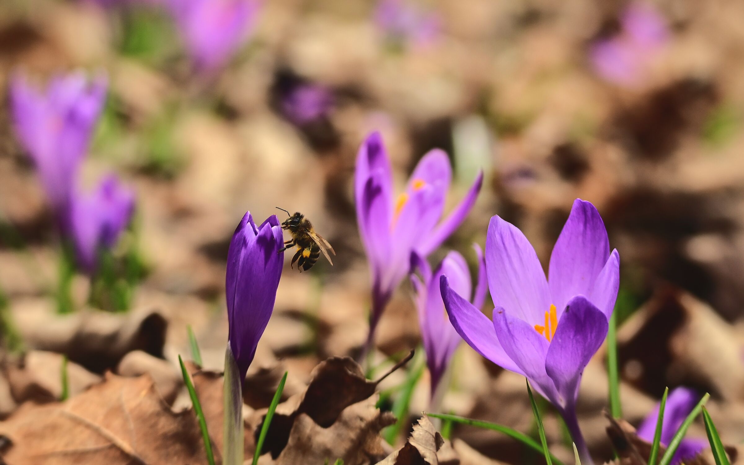 Crocus sativus e l'ape