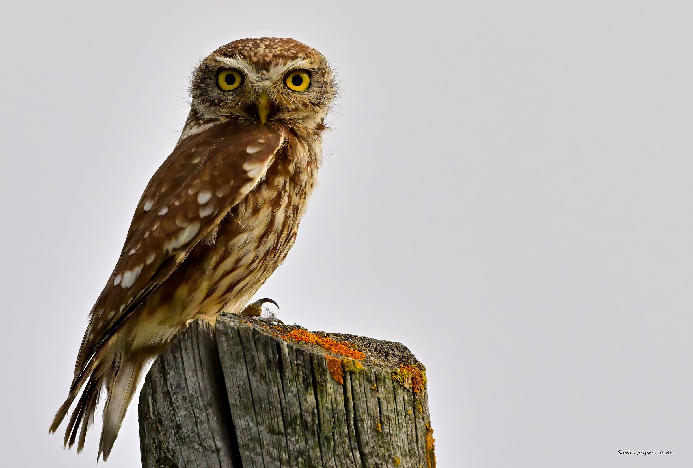 A me gli occhi… Civetta (Athene noctua).