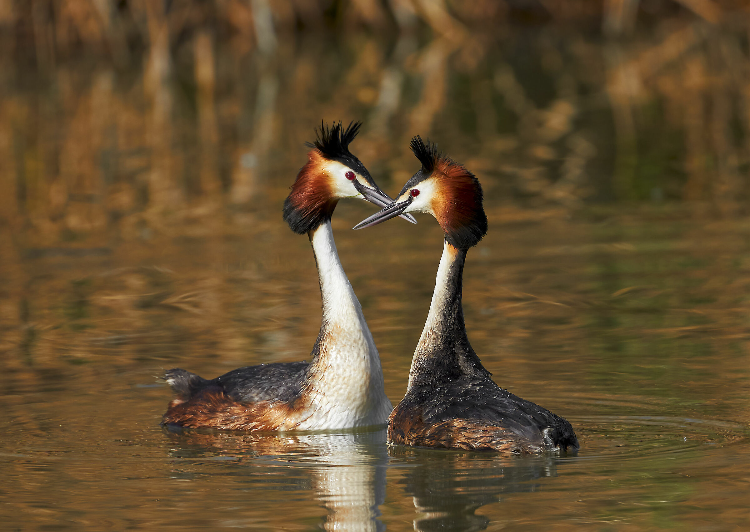 Courtship