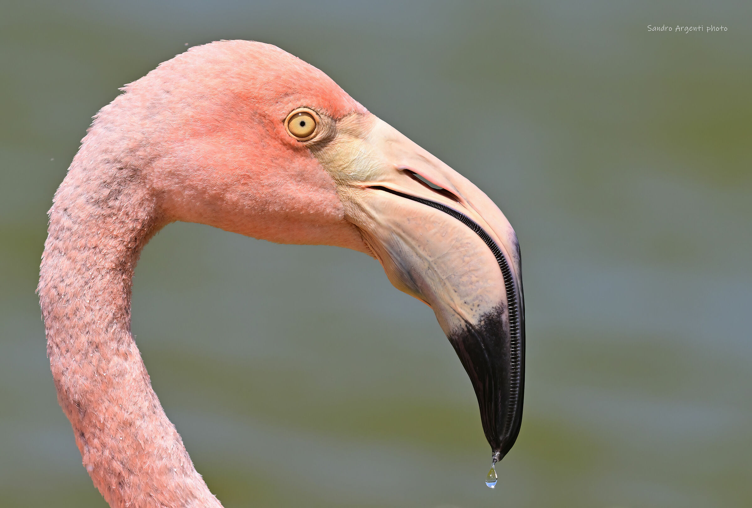 Oggi ho la goccia al naso, devo aver preso freddo…