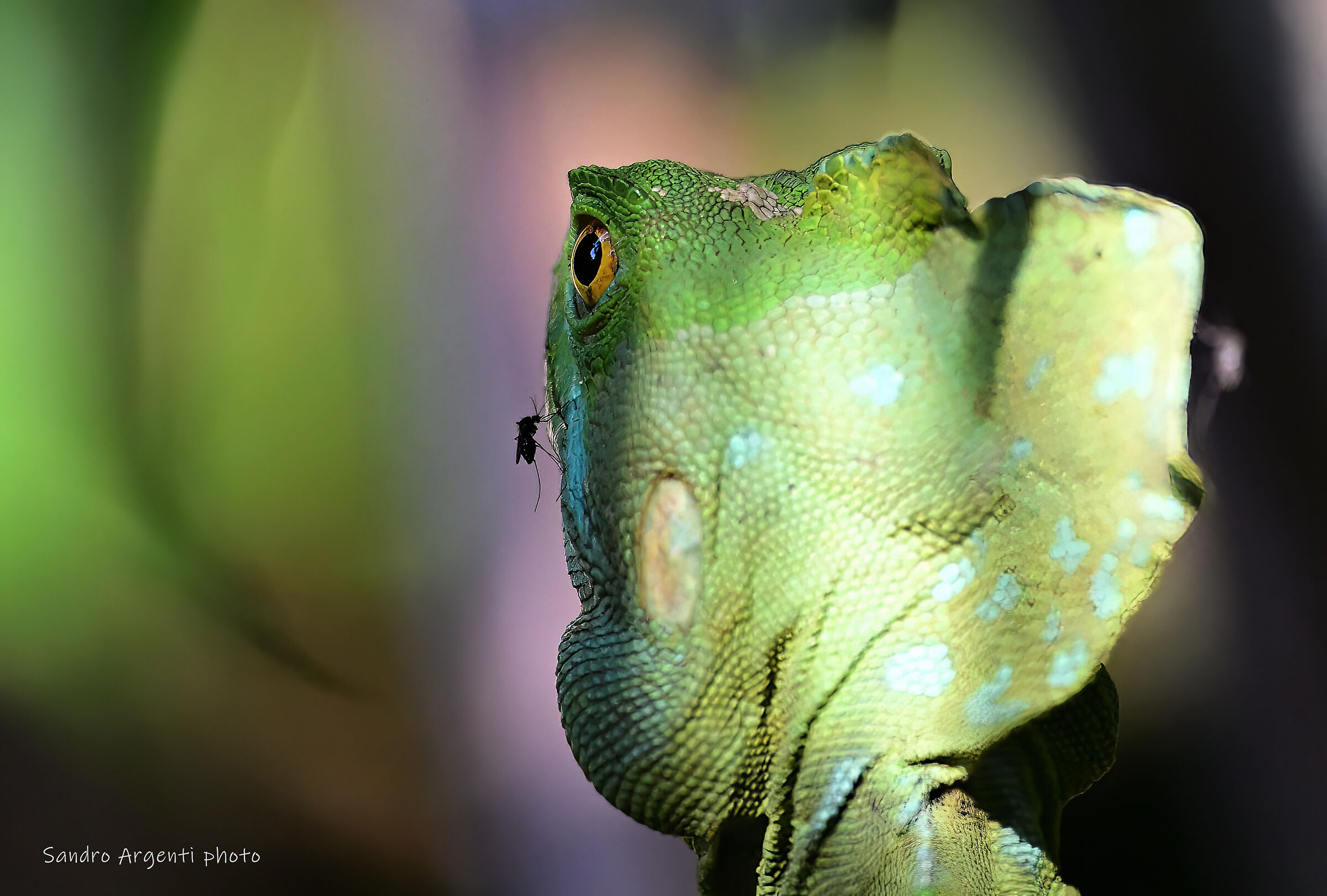 Zanzara tenta il suicidio...