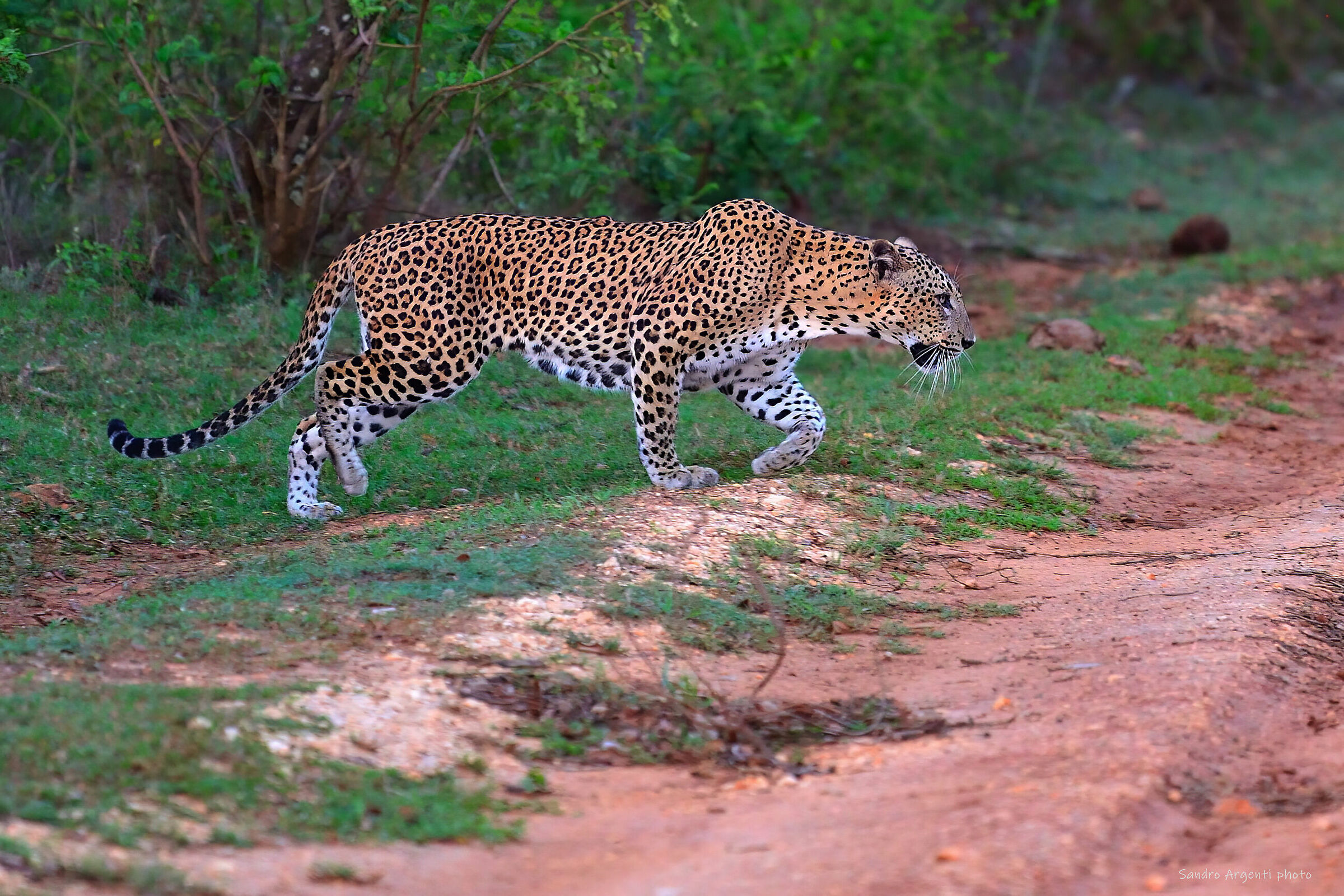 Dopo giorni di appostamenti finalmente...