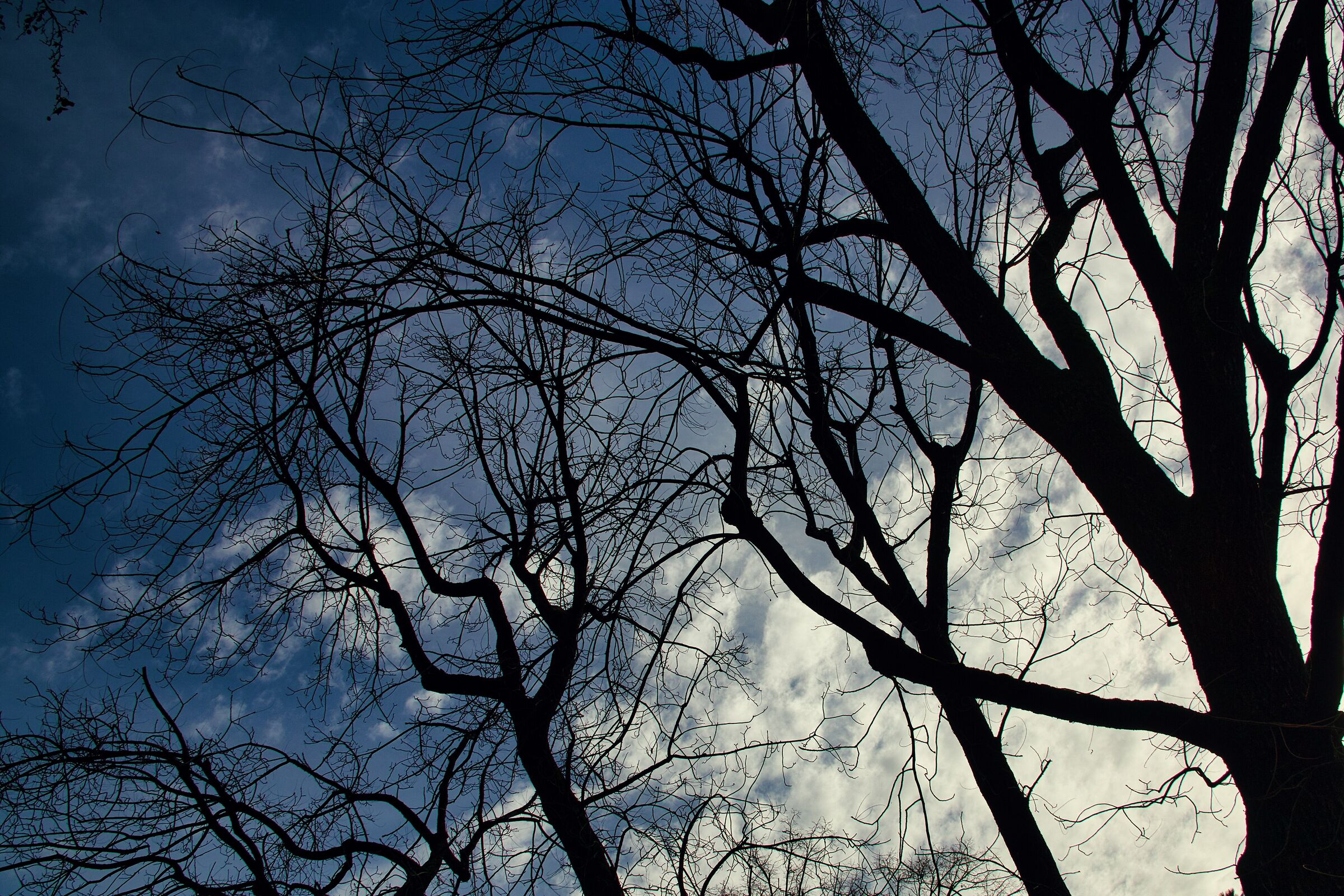 Trees backlit