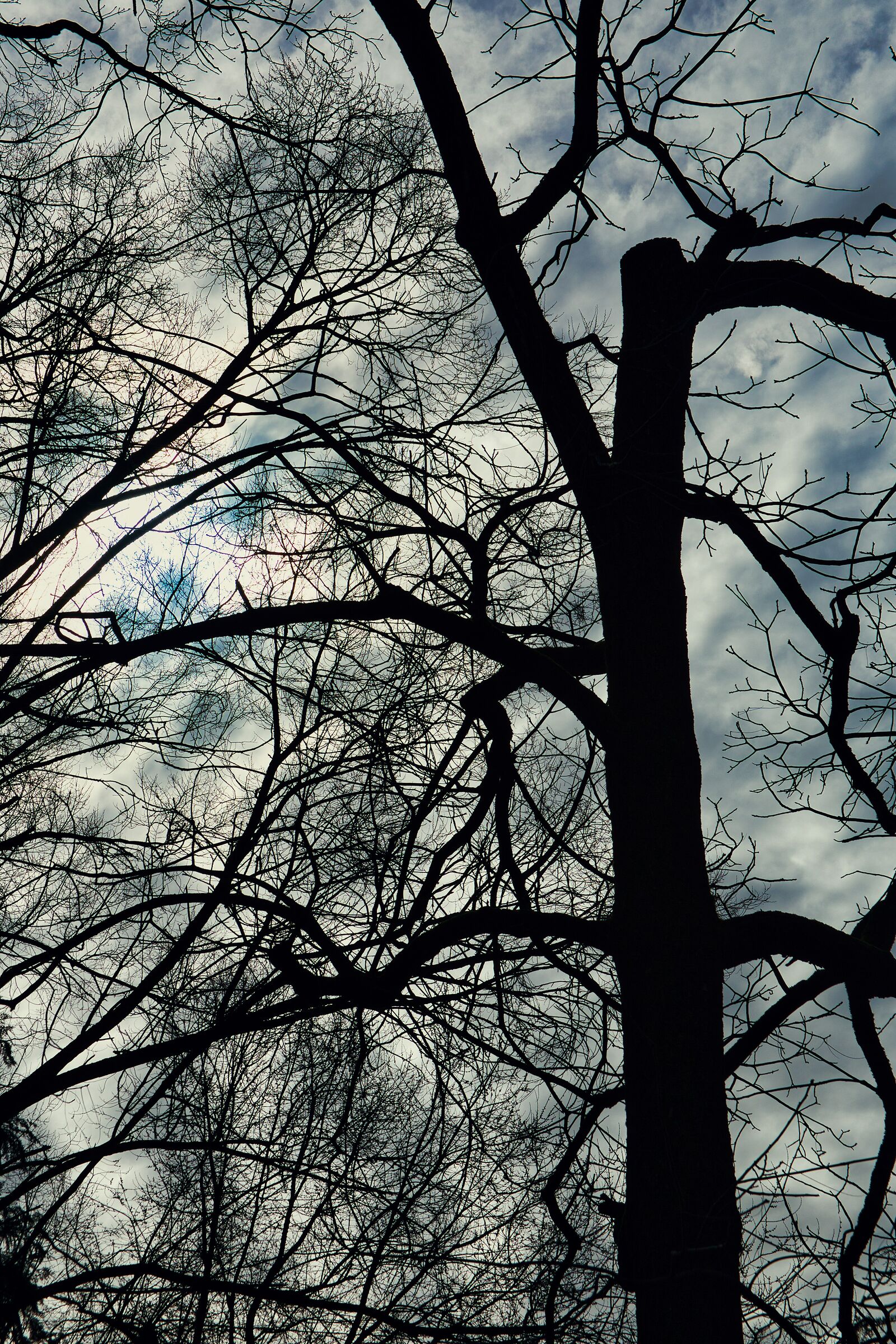 Backlit Trees 2