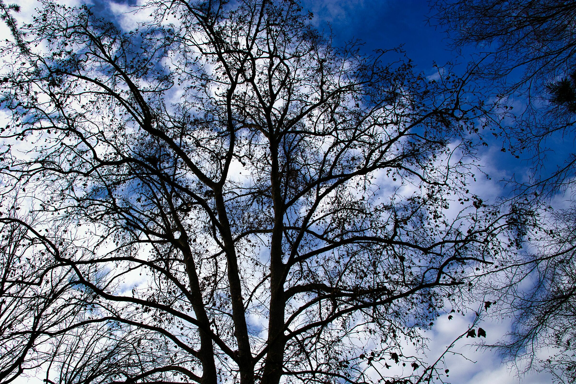 Backlit Trees 3