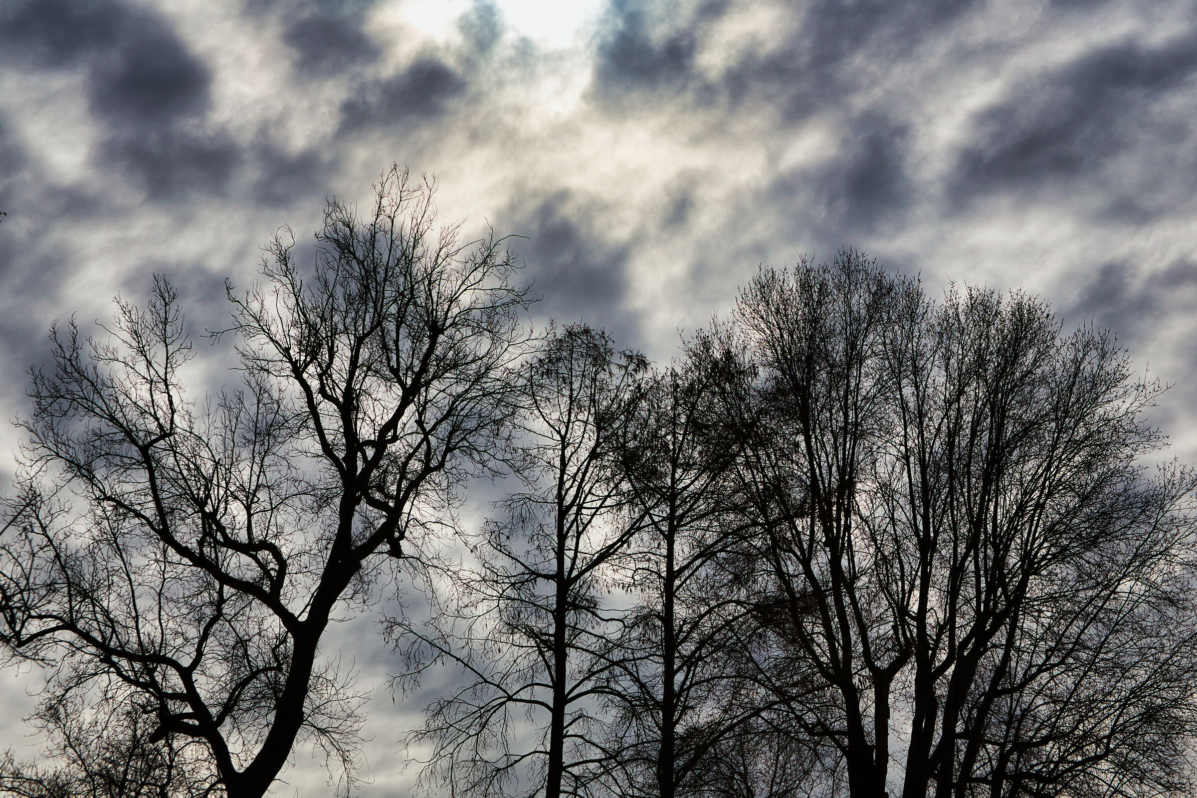 Backlit Trees 4