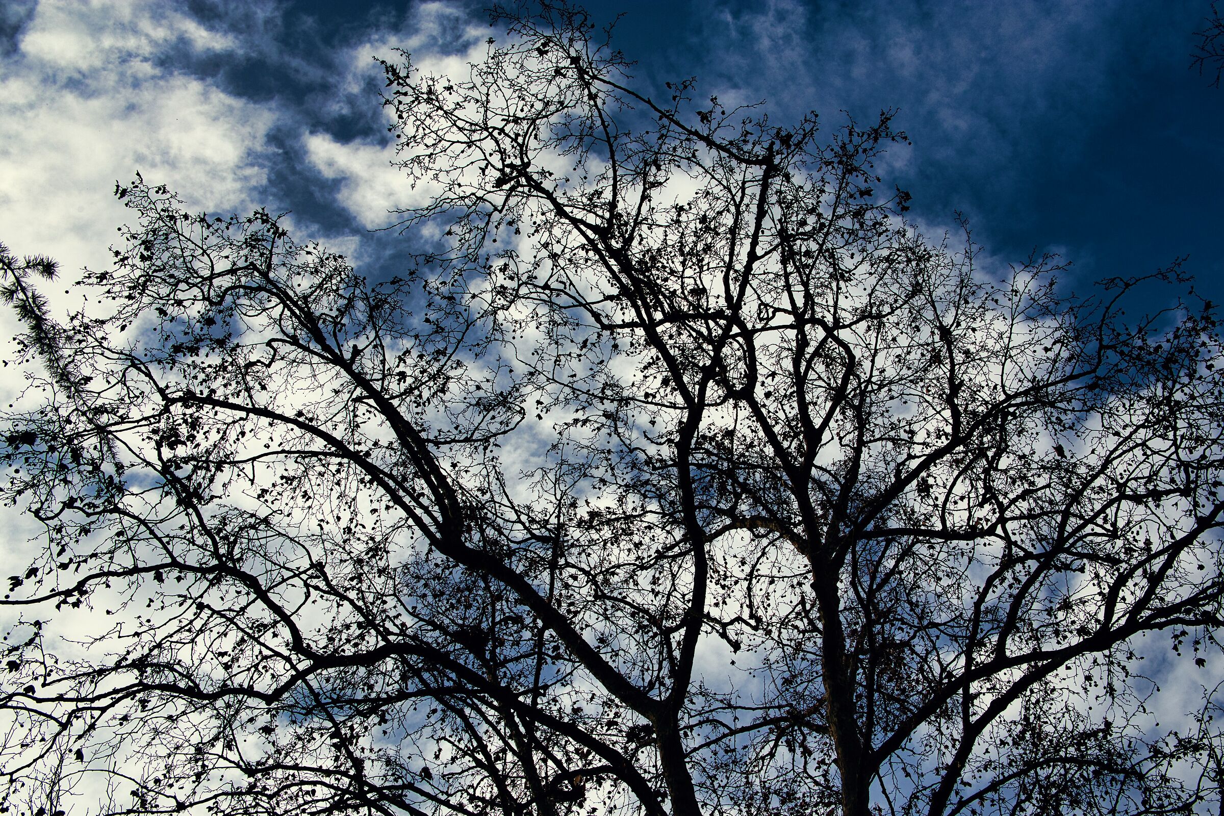 Backlit Trees 5