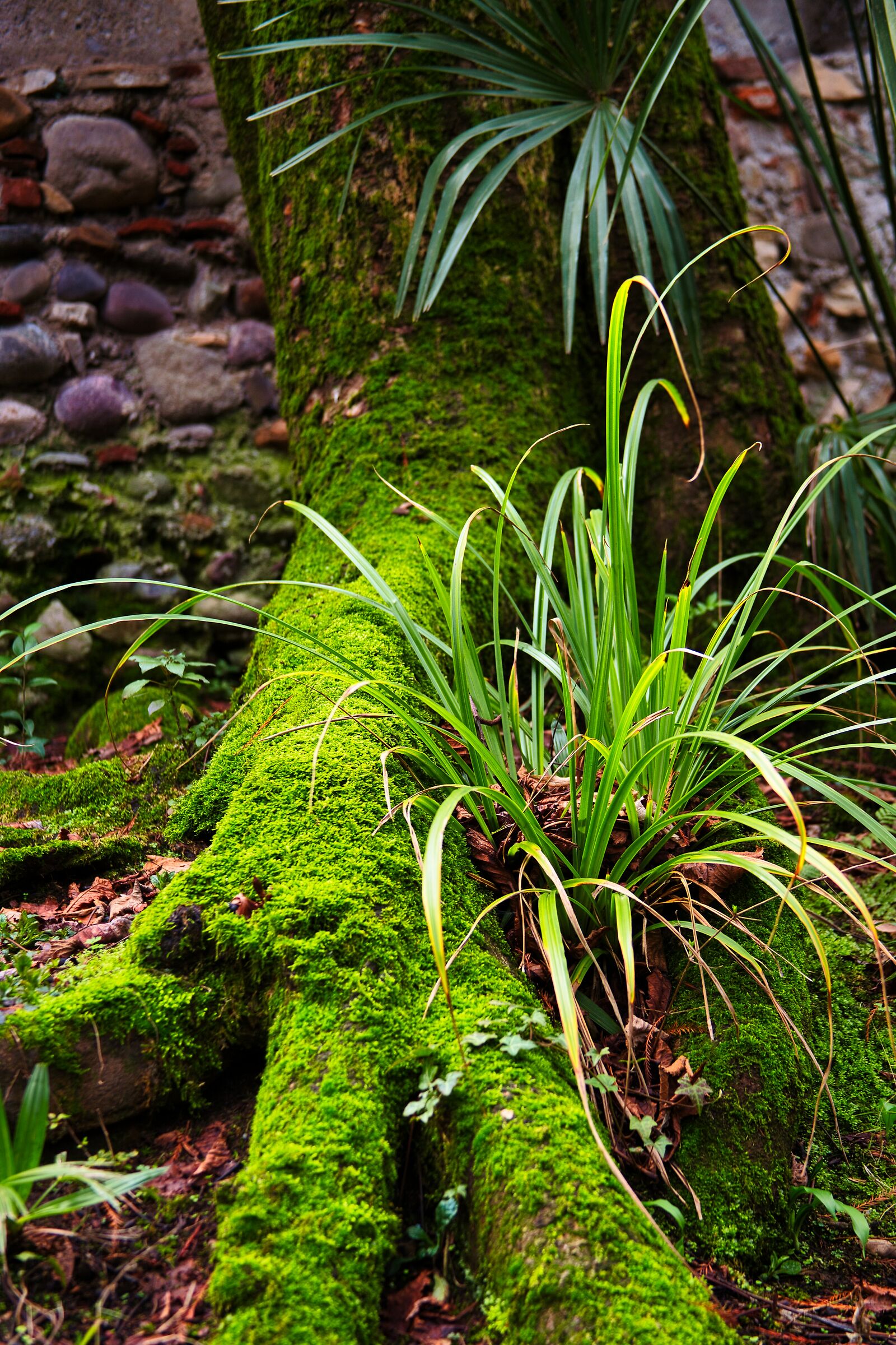 Moss
