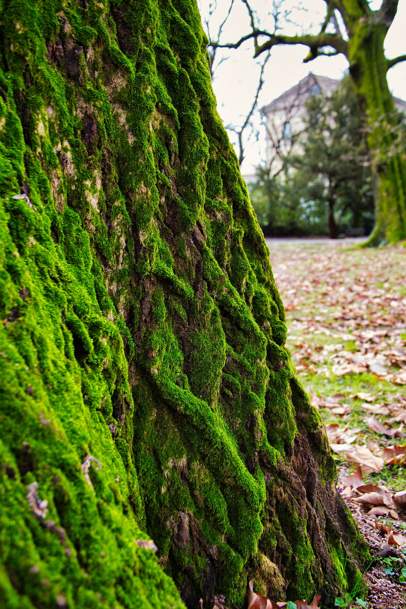 Embroidery in moss