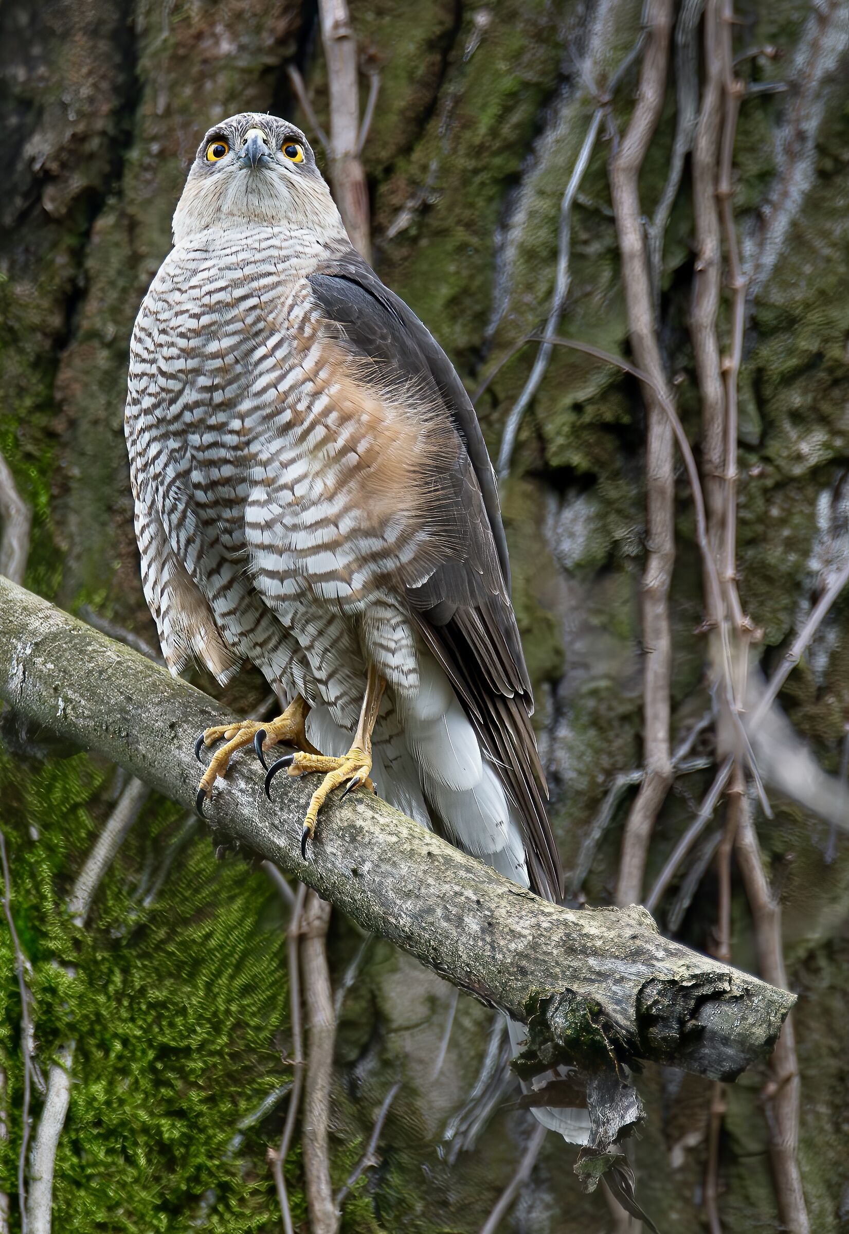 The forest is my kingdom!