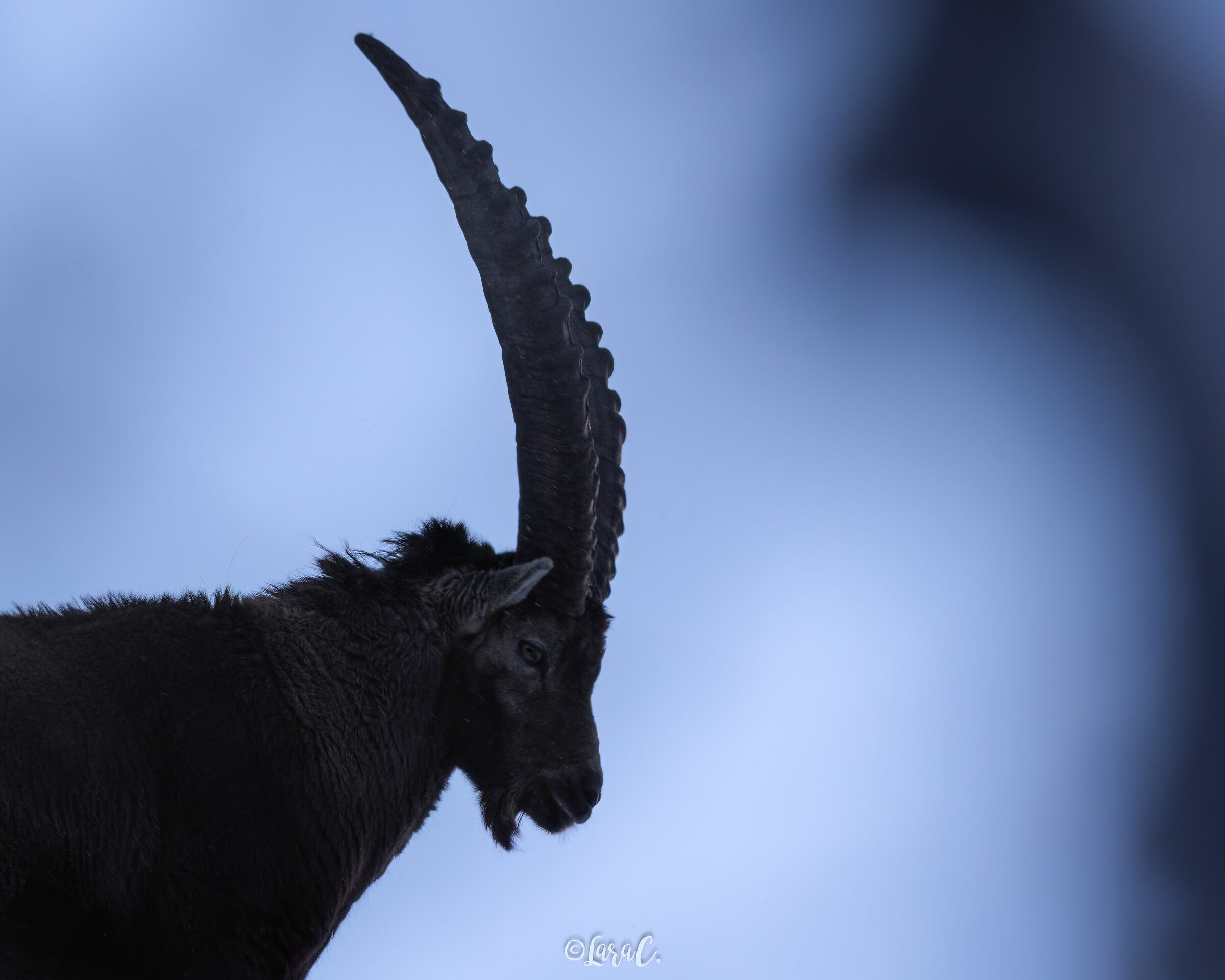 Chiaroscuro al tramonto