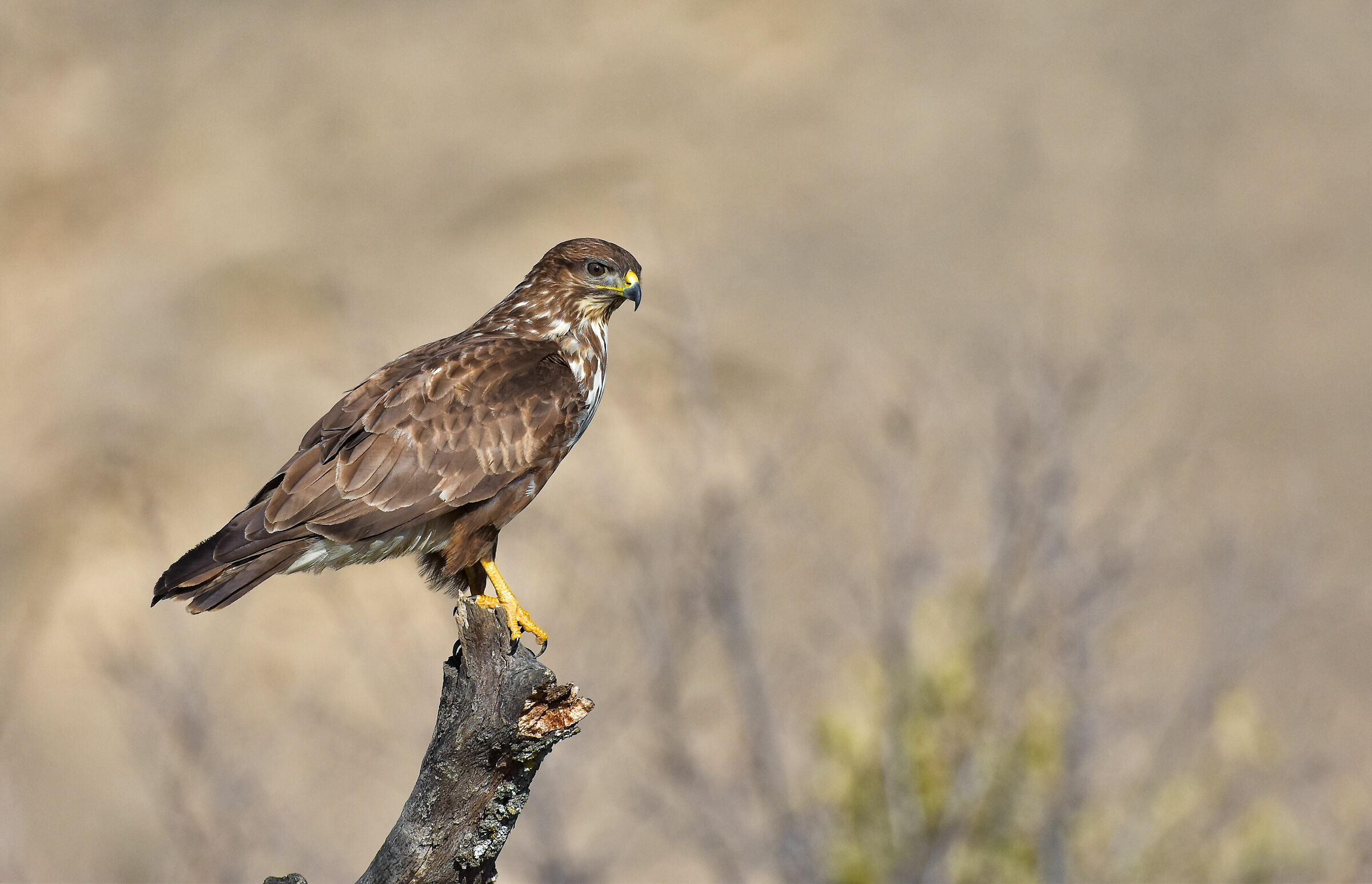 Buzzard
