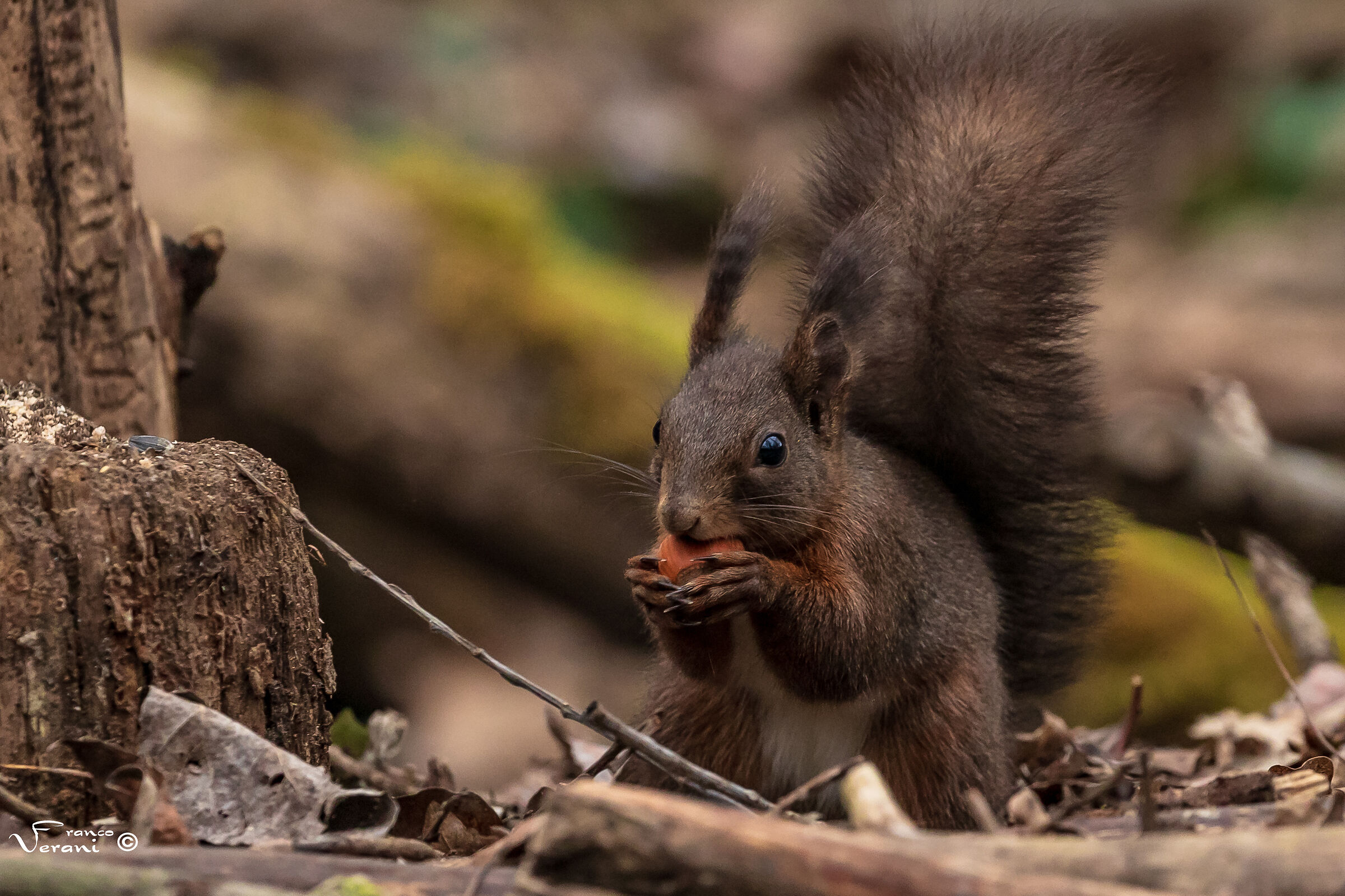 Squirrel