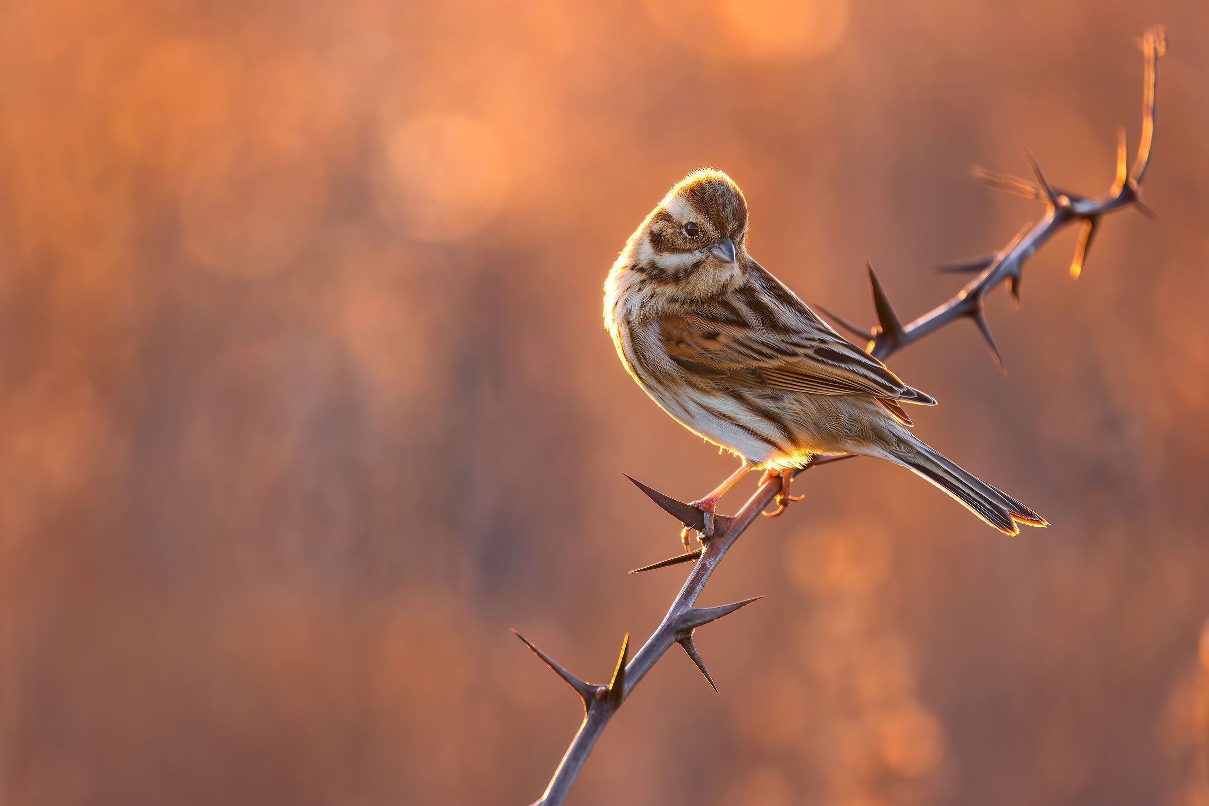 Migliarino di Palude