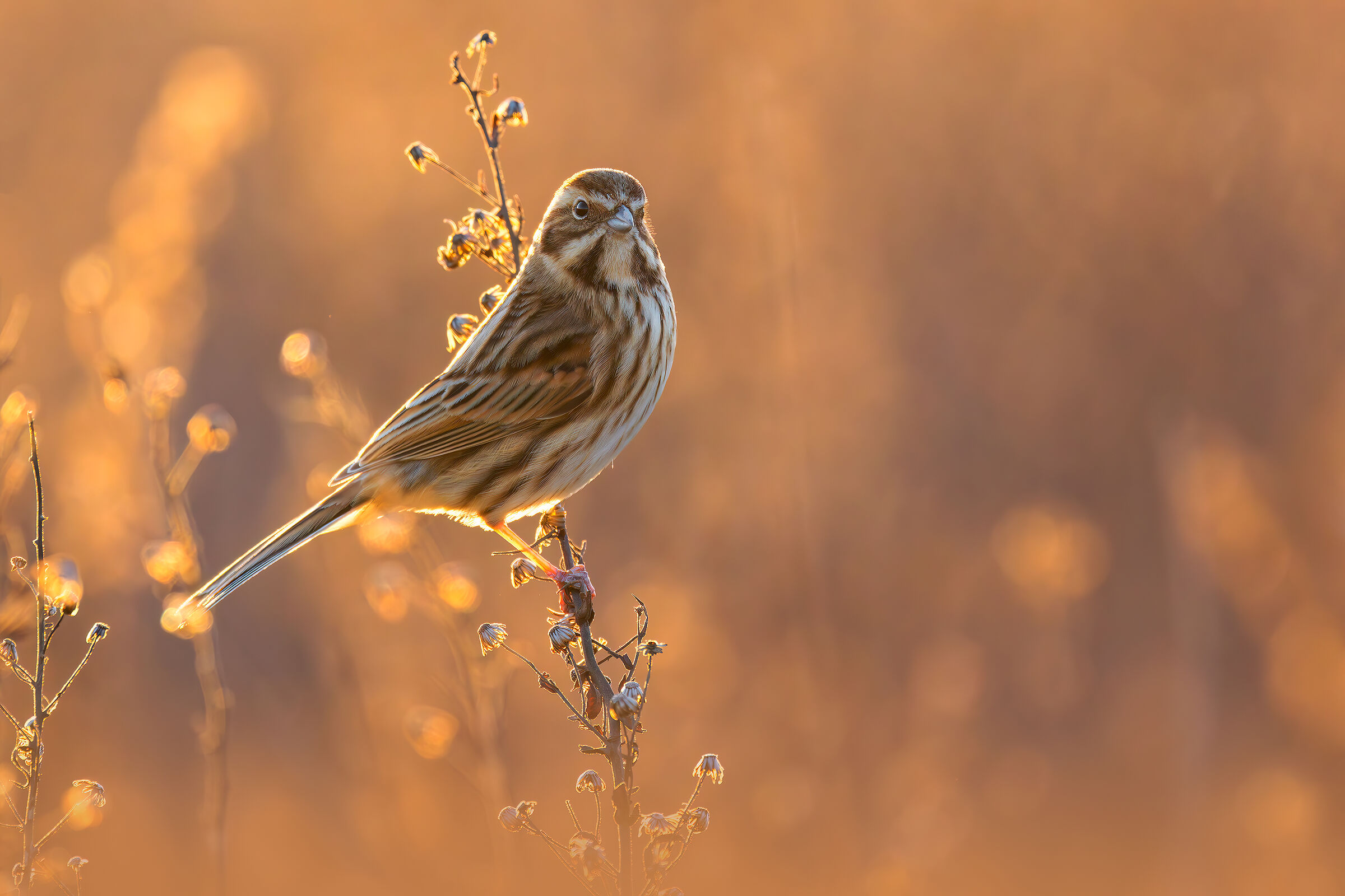 Migliarino di Palude