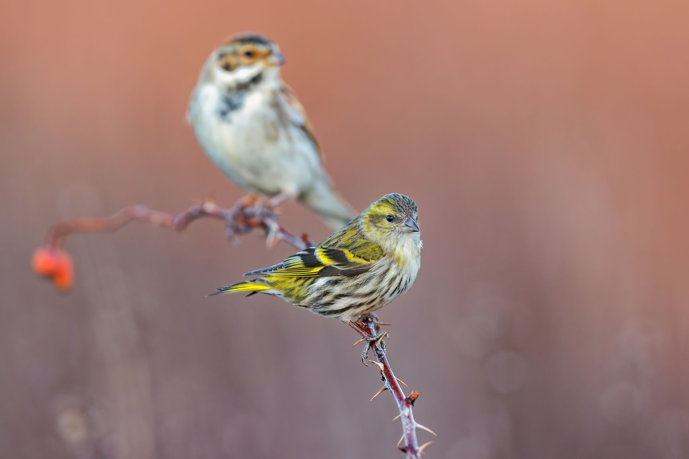 Lucherina - Migliarino