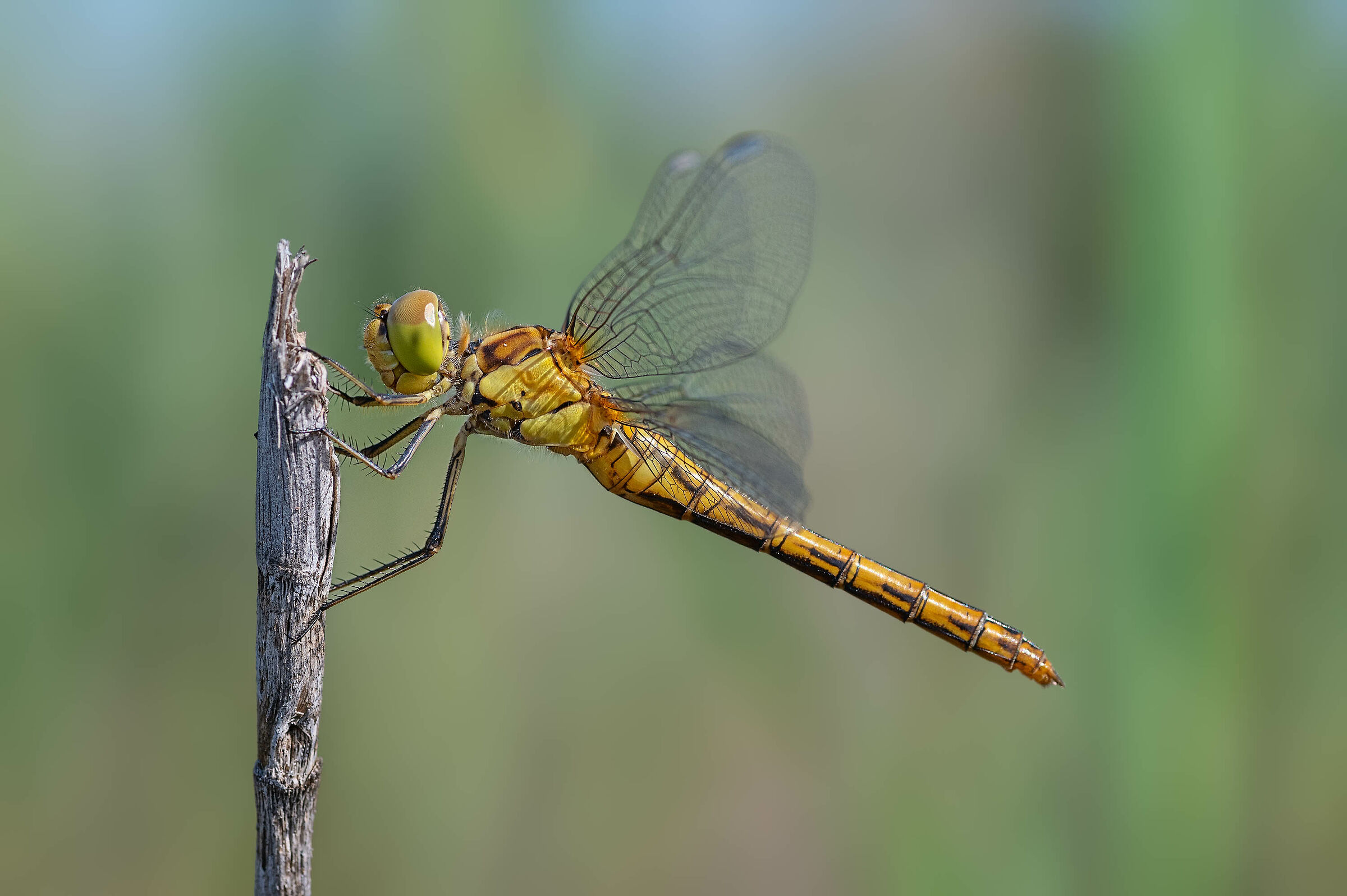 Orthetrum coerulescens?