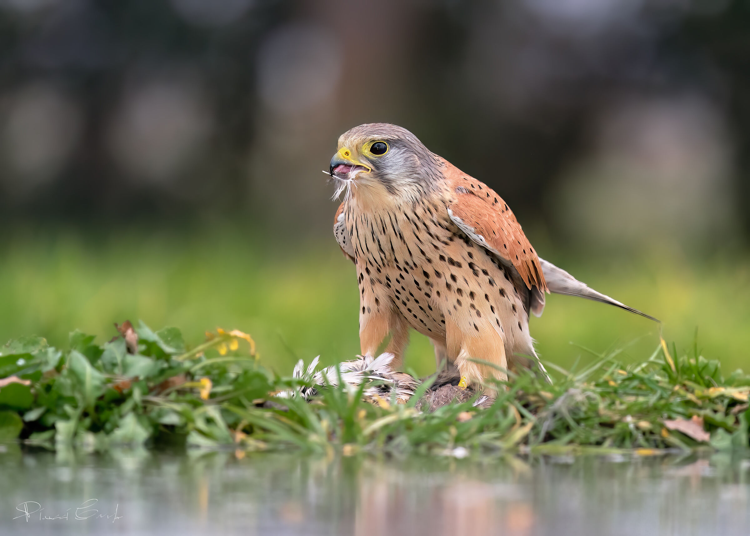 Kestrel (Falco tinnunculus)