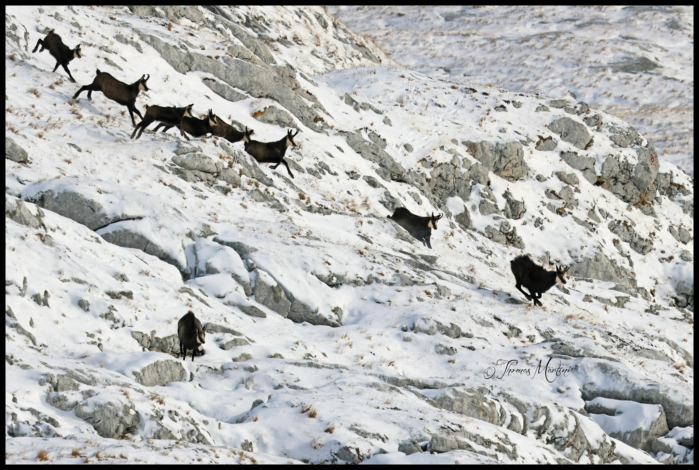 Corri bello corri...