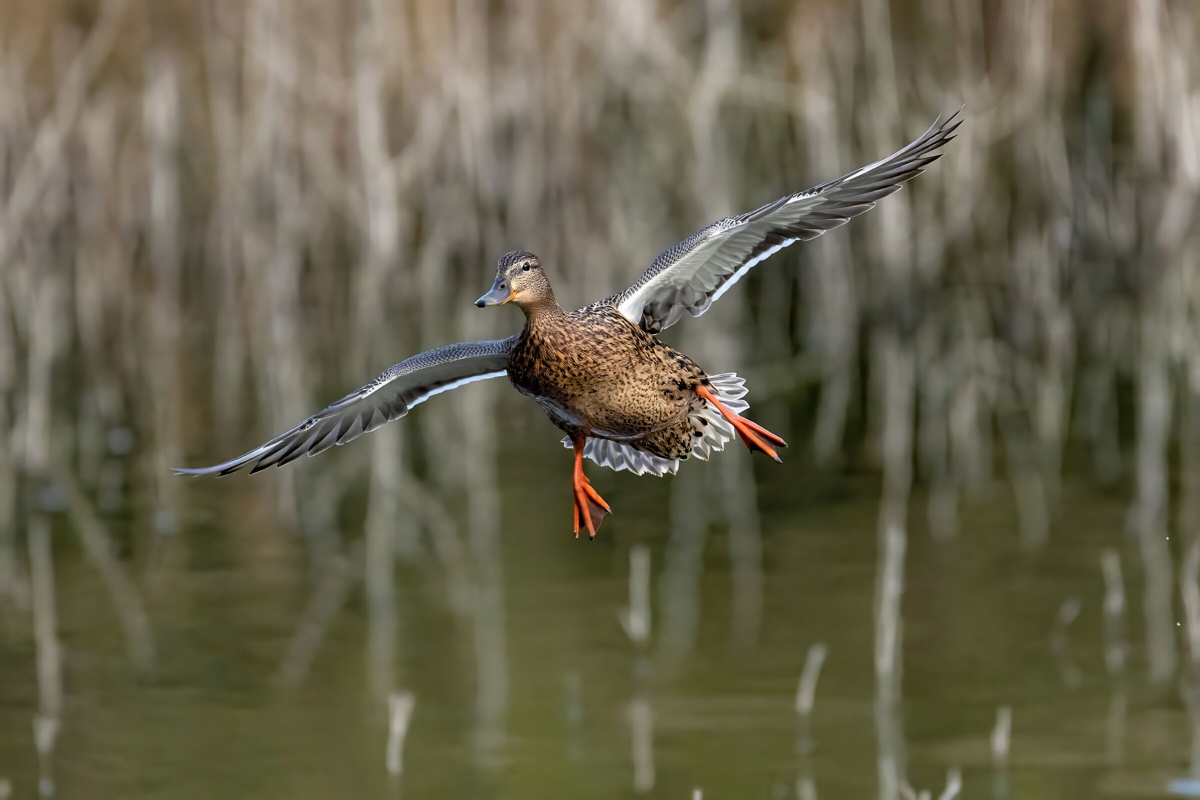 Alzavola in atterraggio