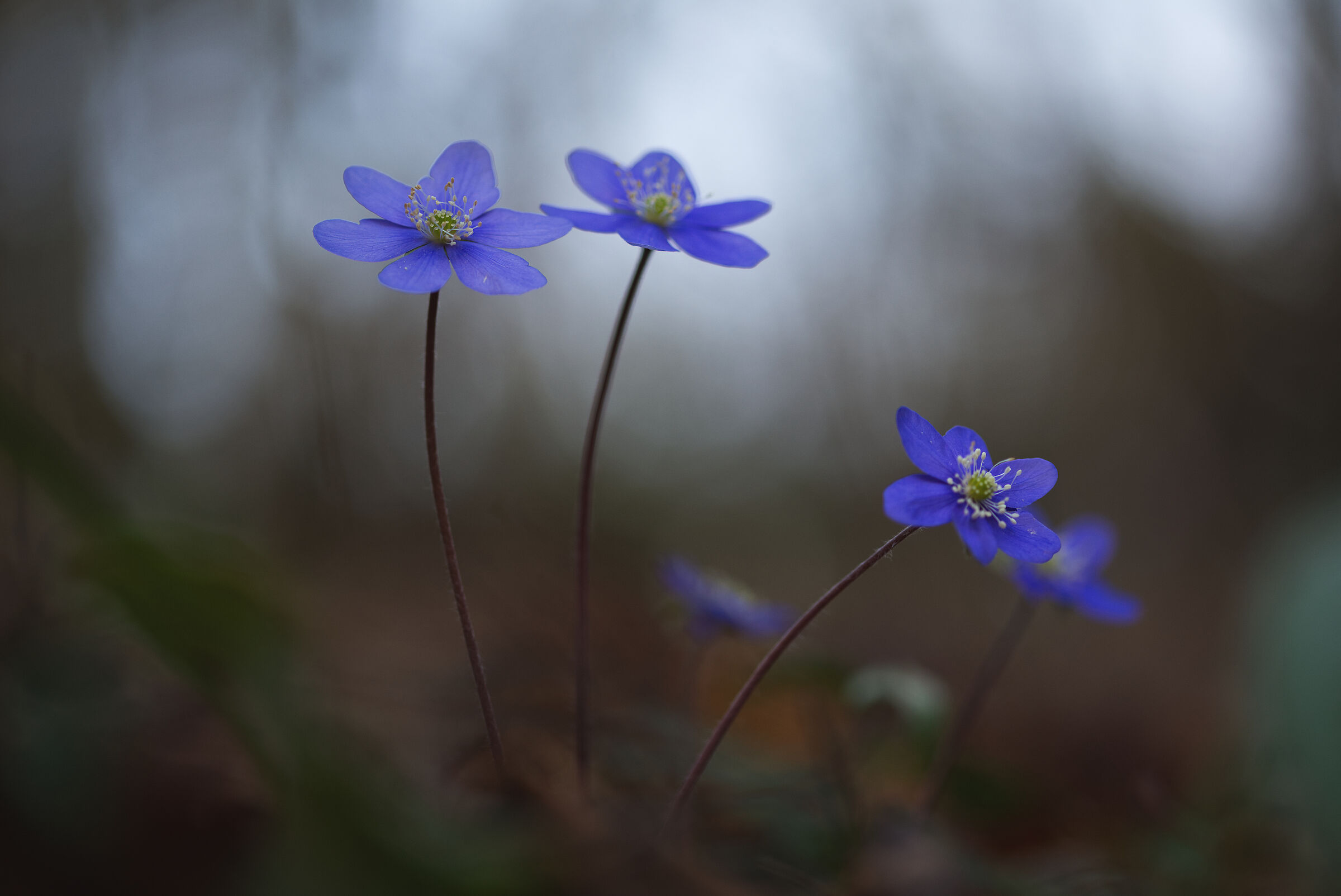 Hepatica Nobilis