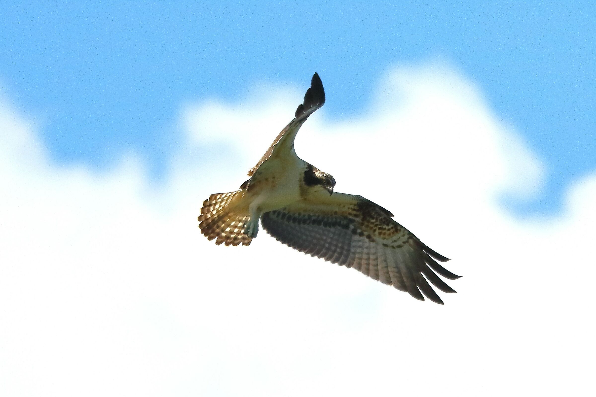 Osprey 02 September 2021 - 0475