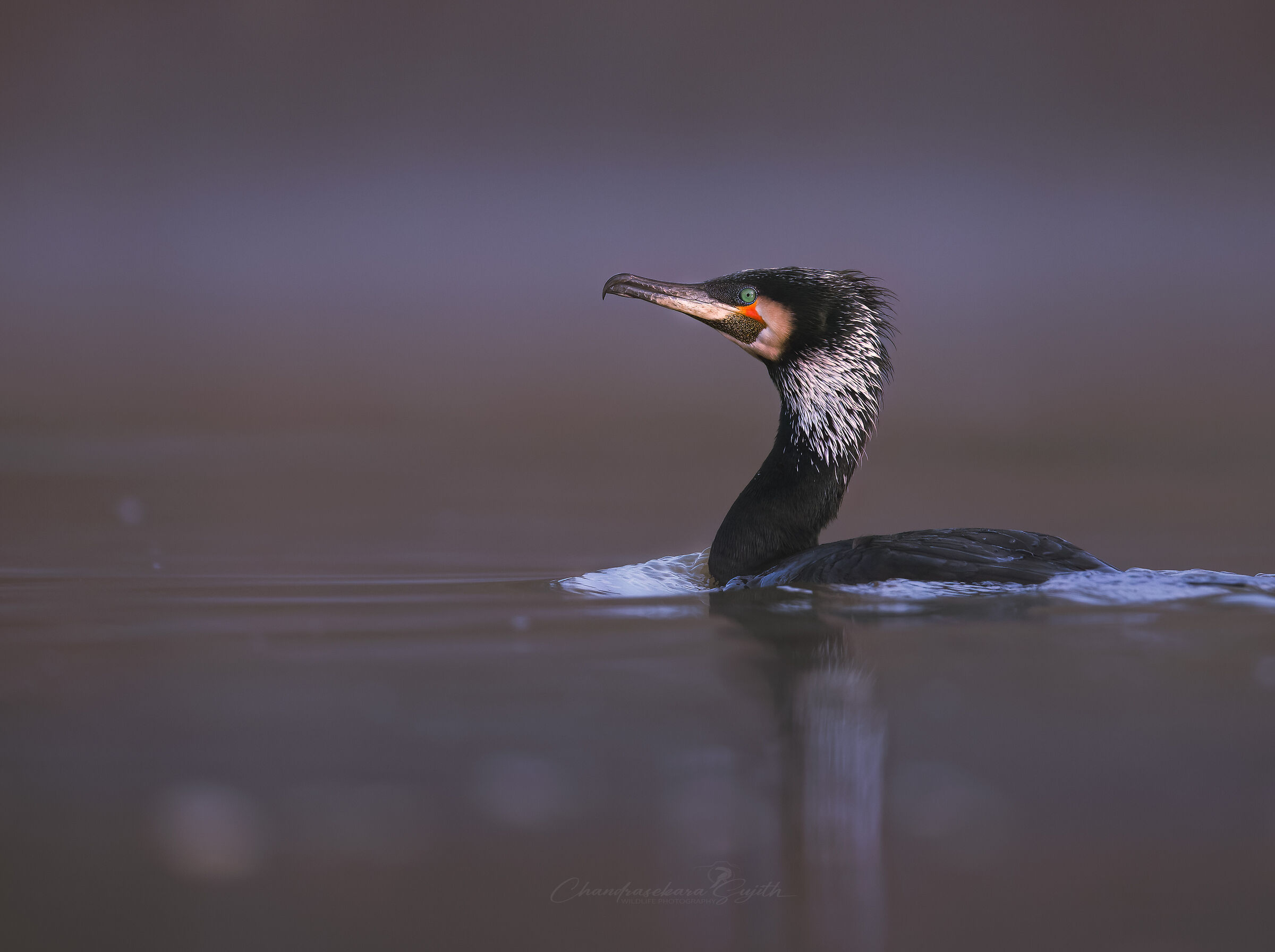 cormorant
