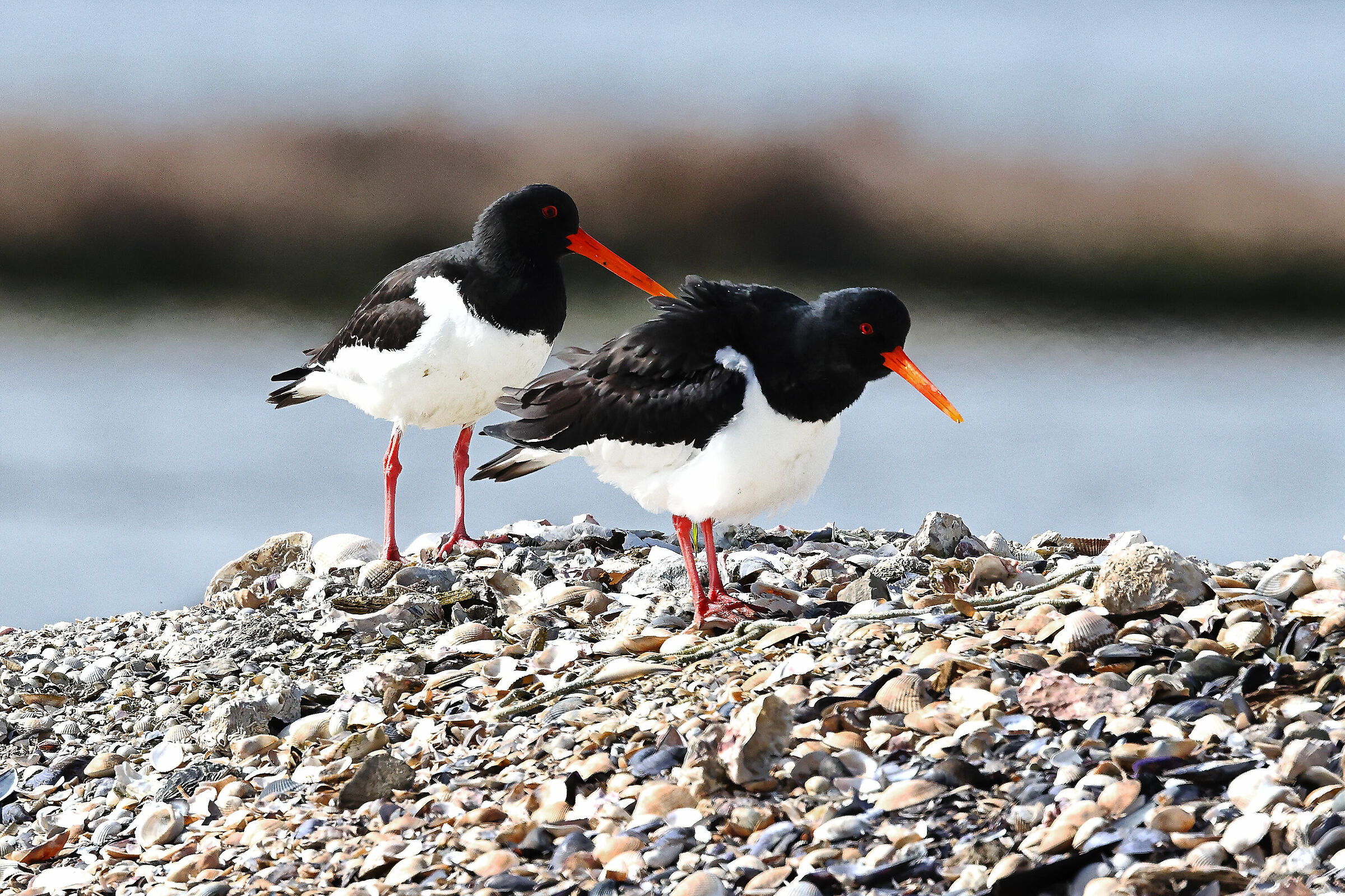 Coppia di beccaccie.