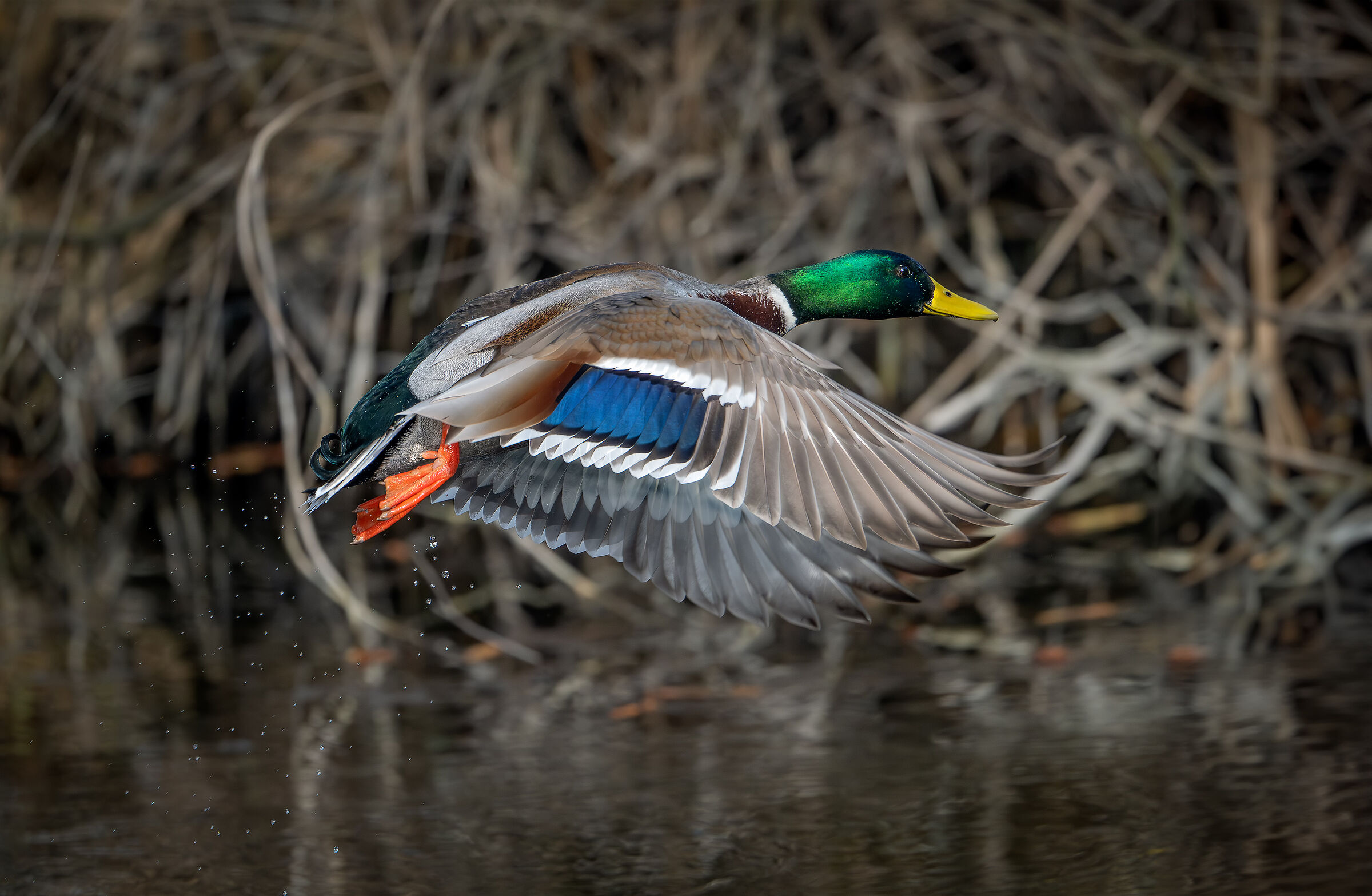 Mallard in flight