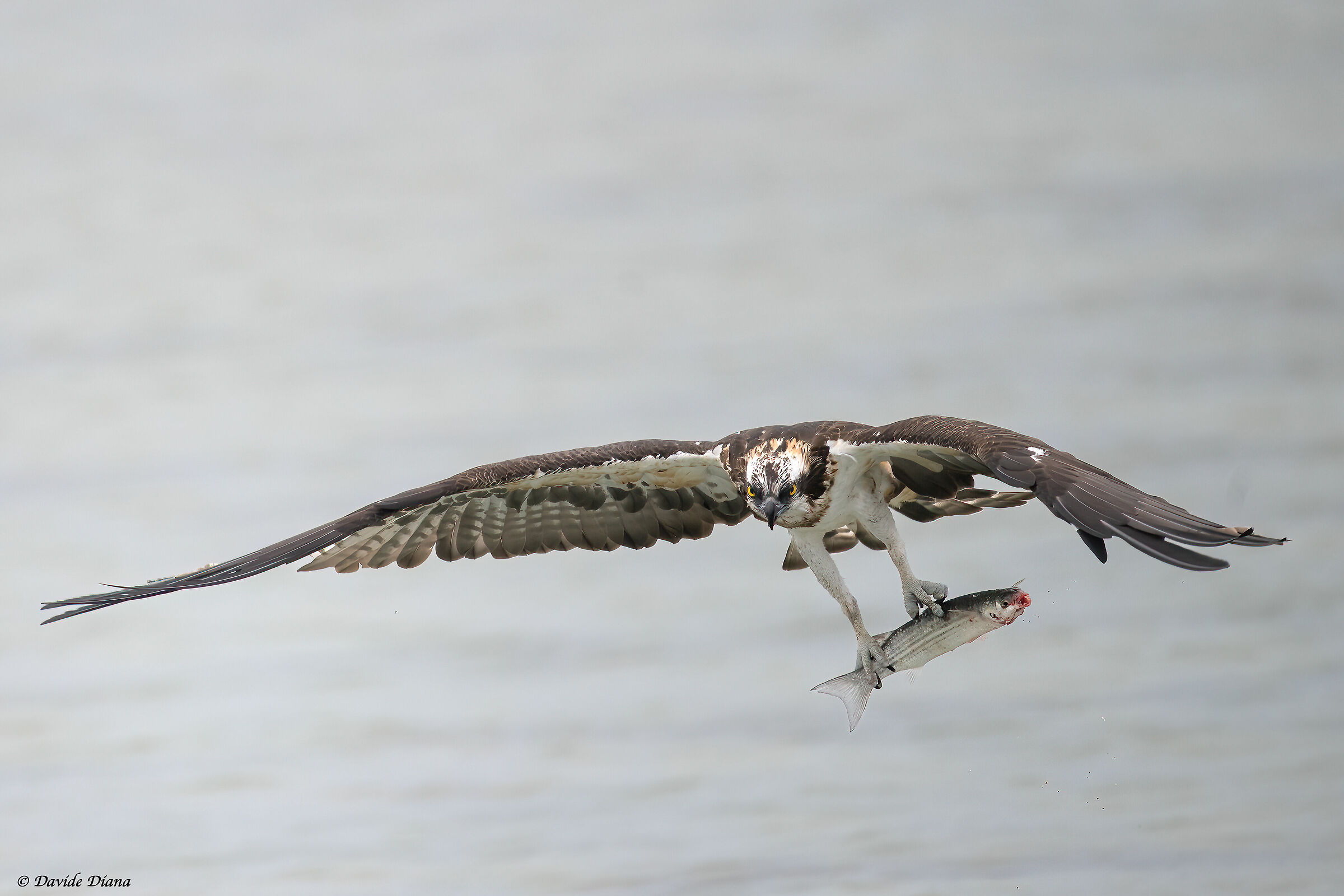 Osprey - Pandion haliaetus - Cabras - Sardinia