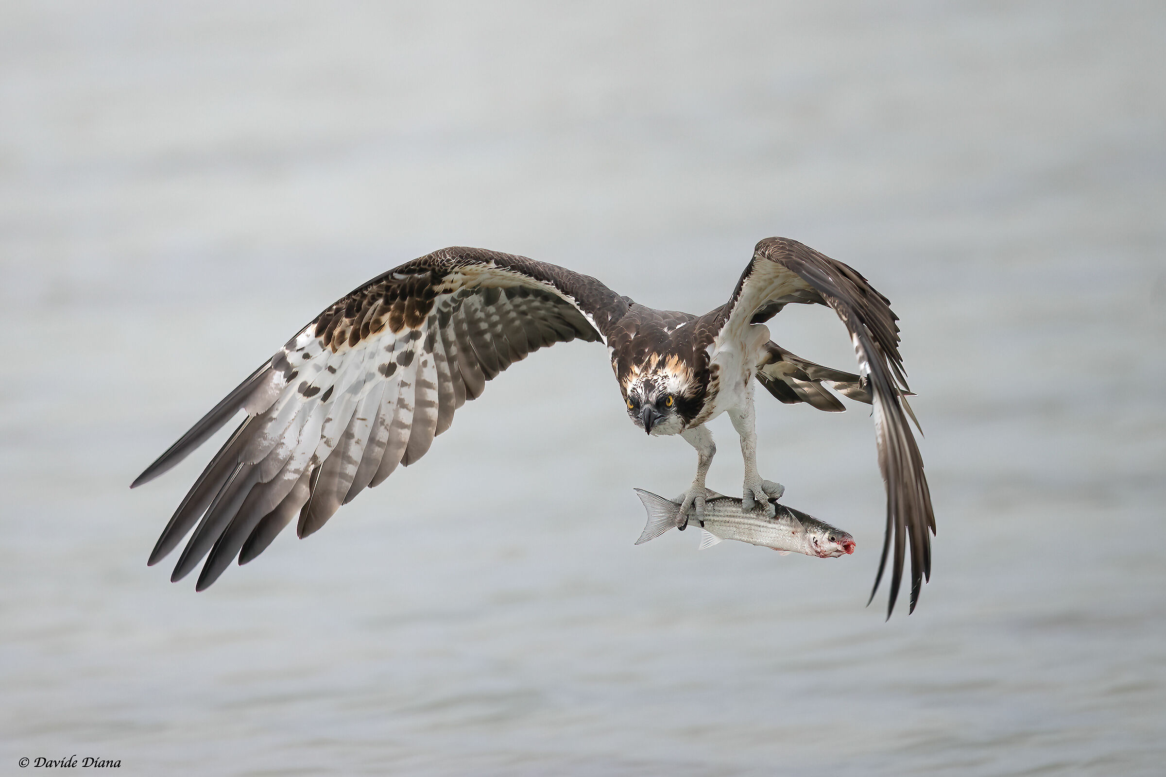 Osprey - Pandion haliaetus - Cabras - Sardinia