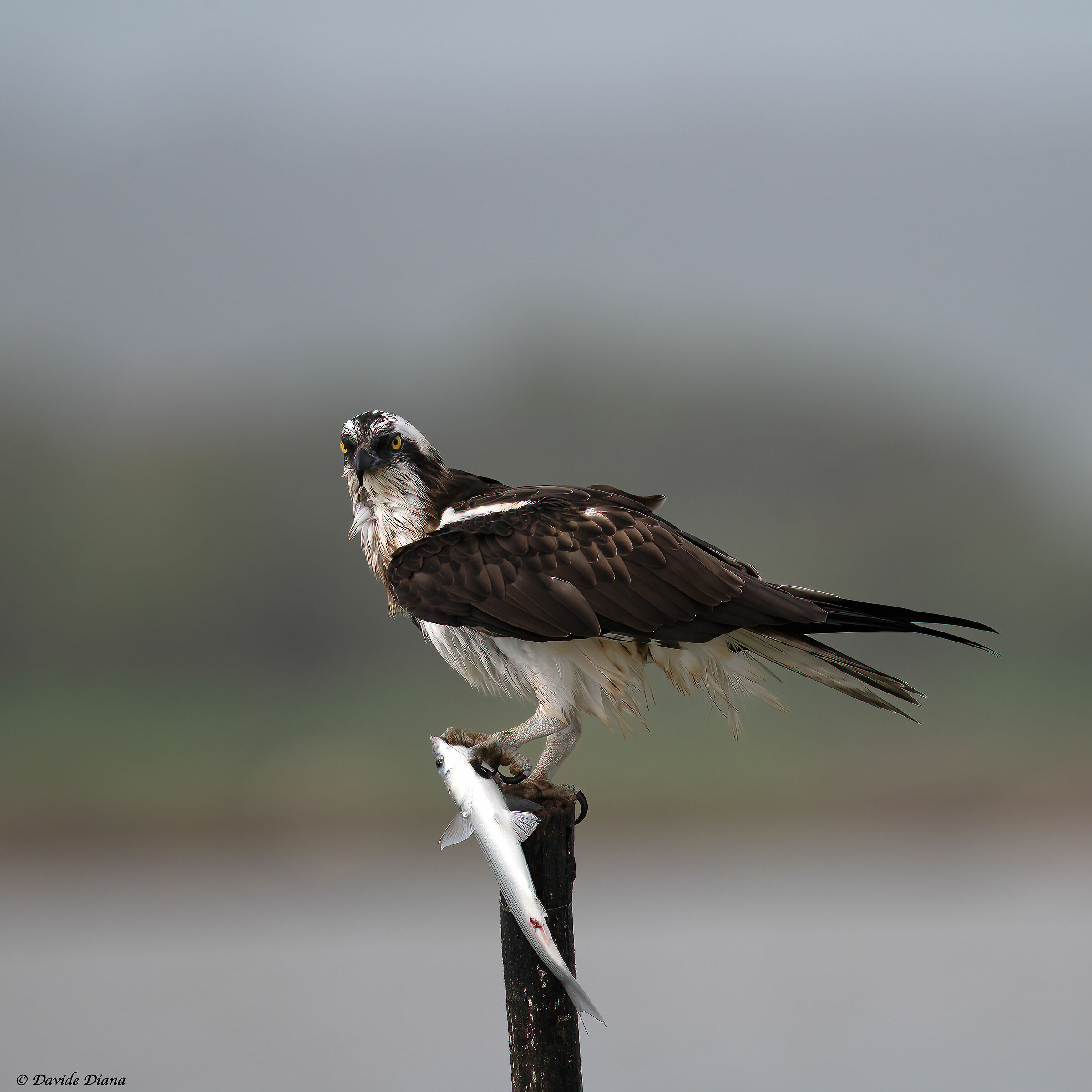 Osprey - Pandion haliaetus - Cabras - Sardinia
