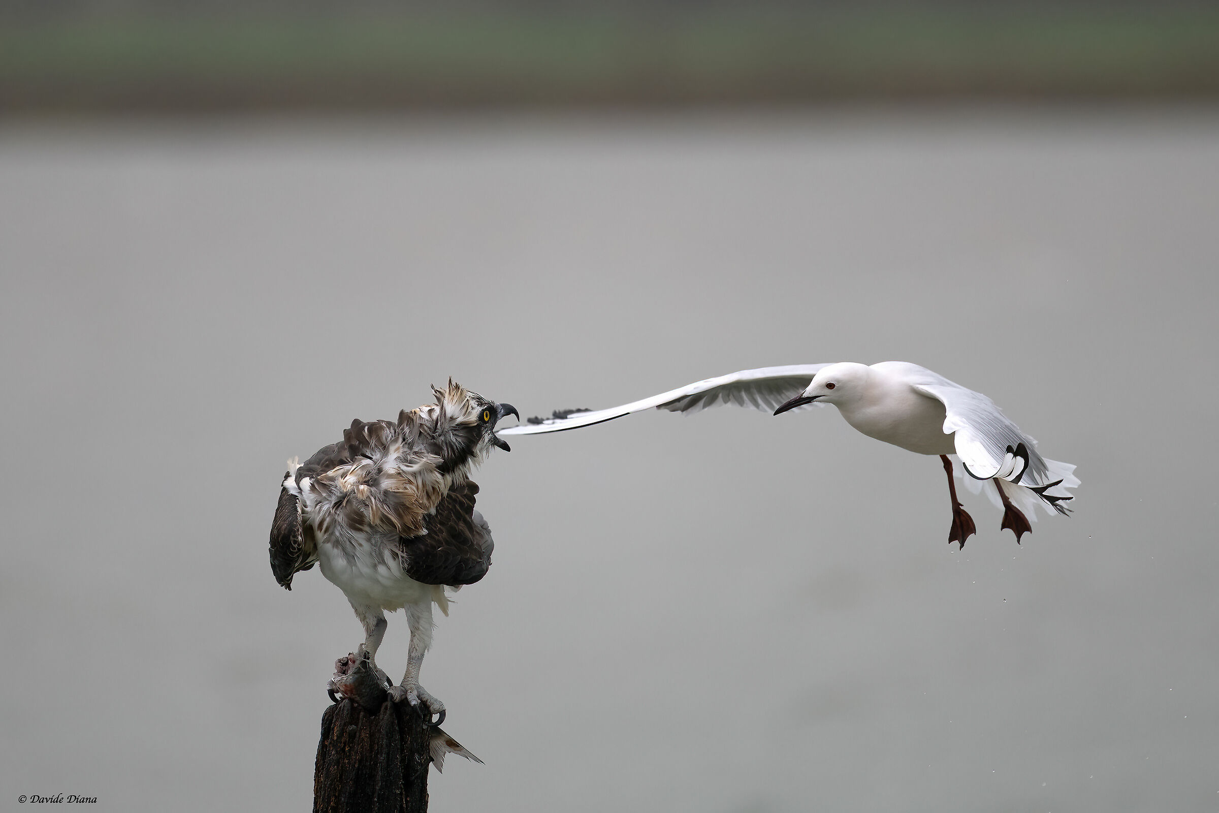 Osprey - Pandion haliaetus - Cabras - Sardinia