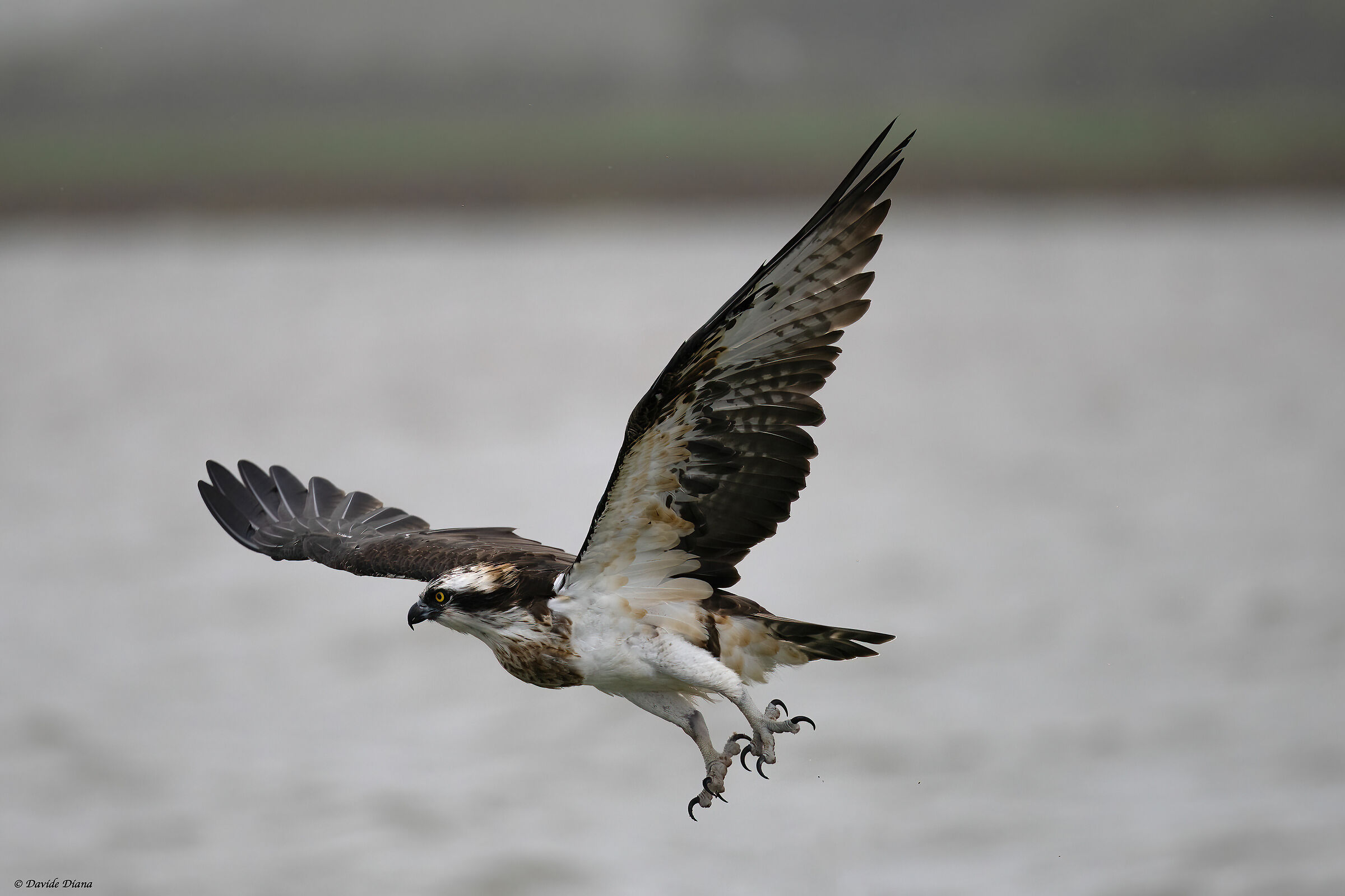 Osprey - Pandion haliaetus - Cabras - Sardinia