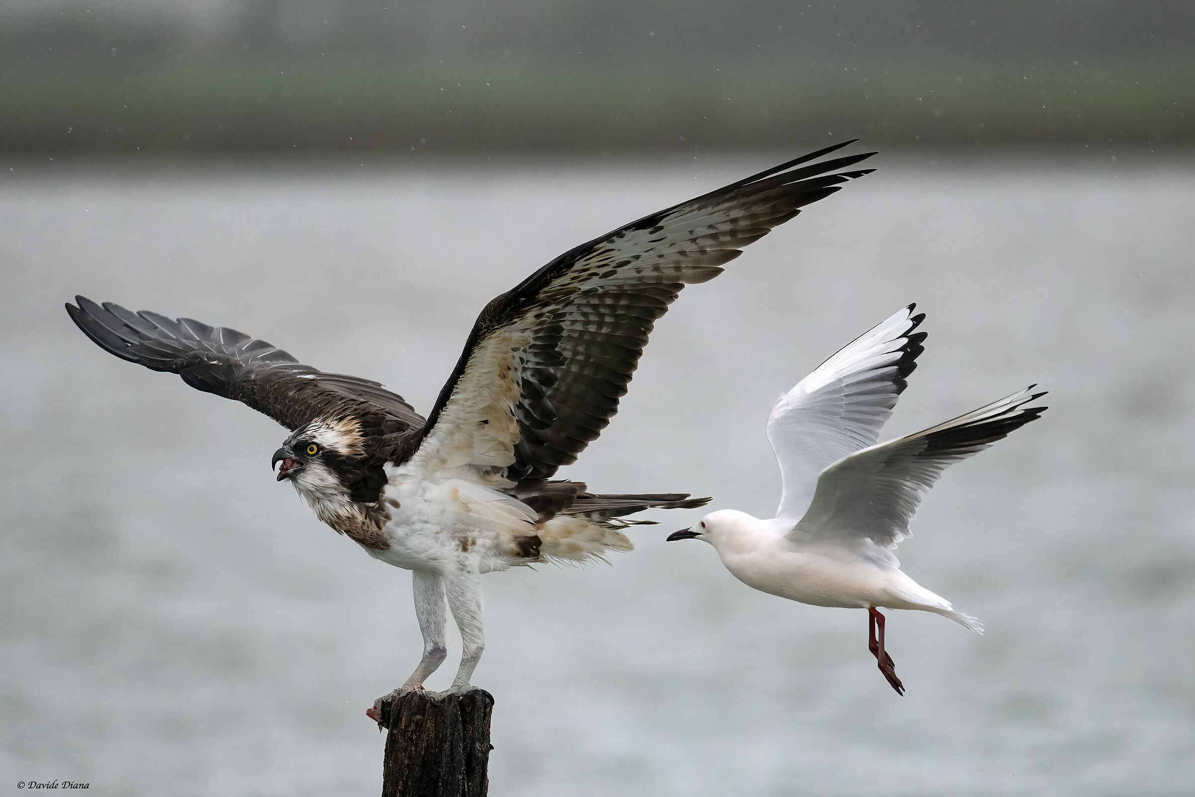 Osprey - Pandion haliaetus - Cabras - Sardinia