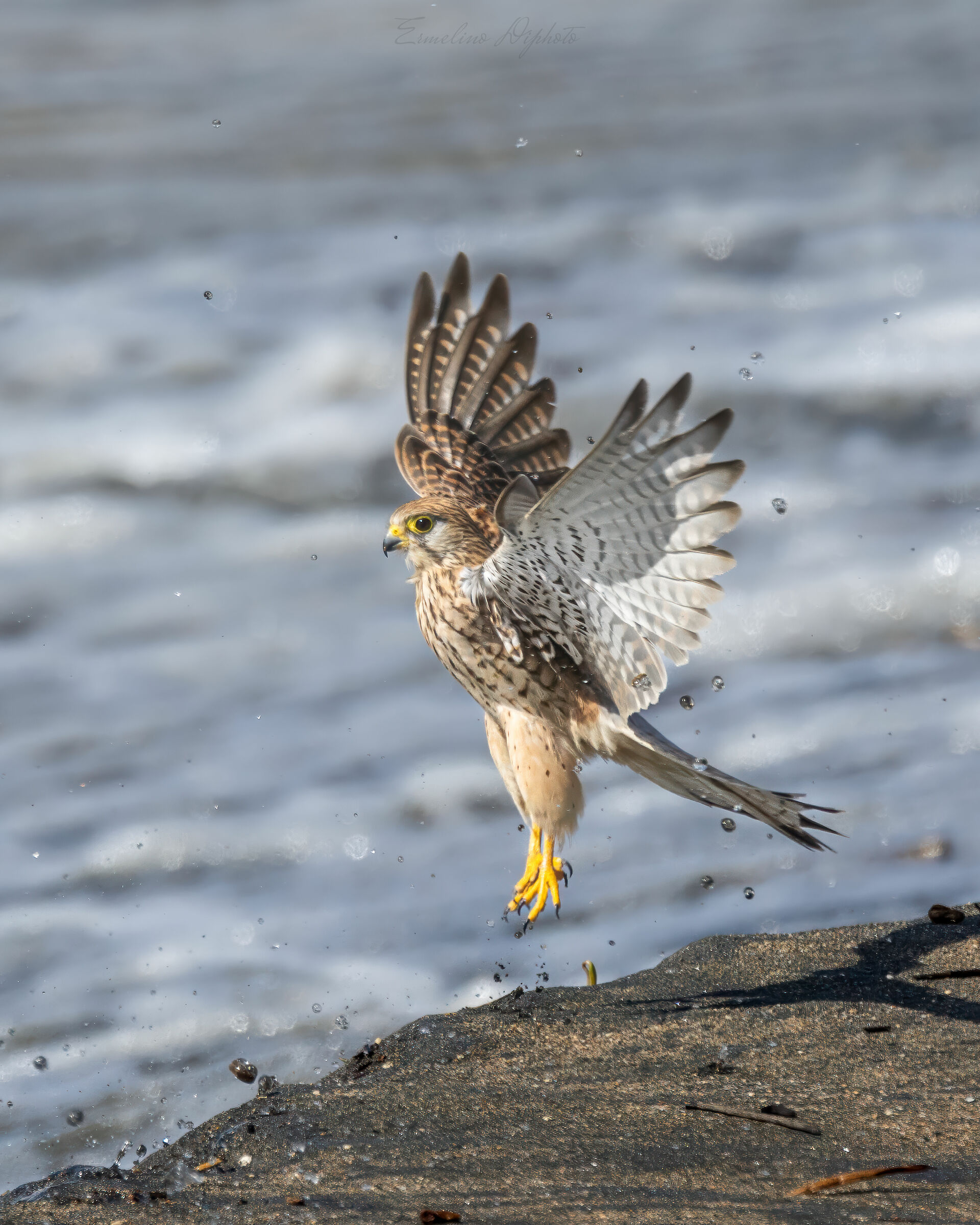Kestrel by the sea