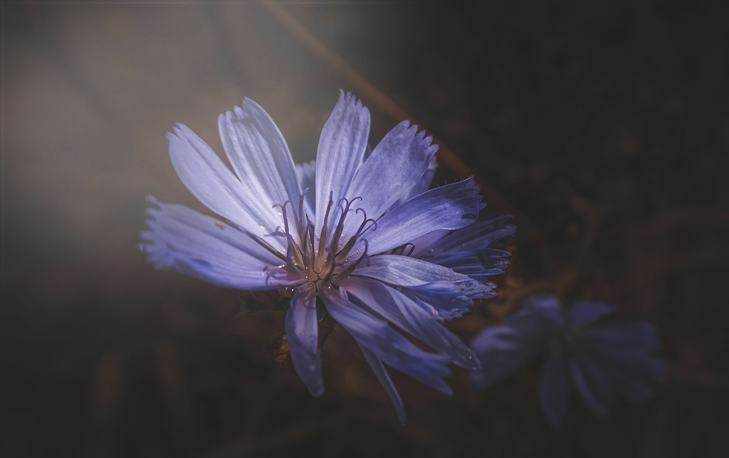alle prime luci  un Fiordaliso nel suo splendore