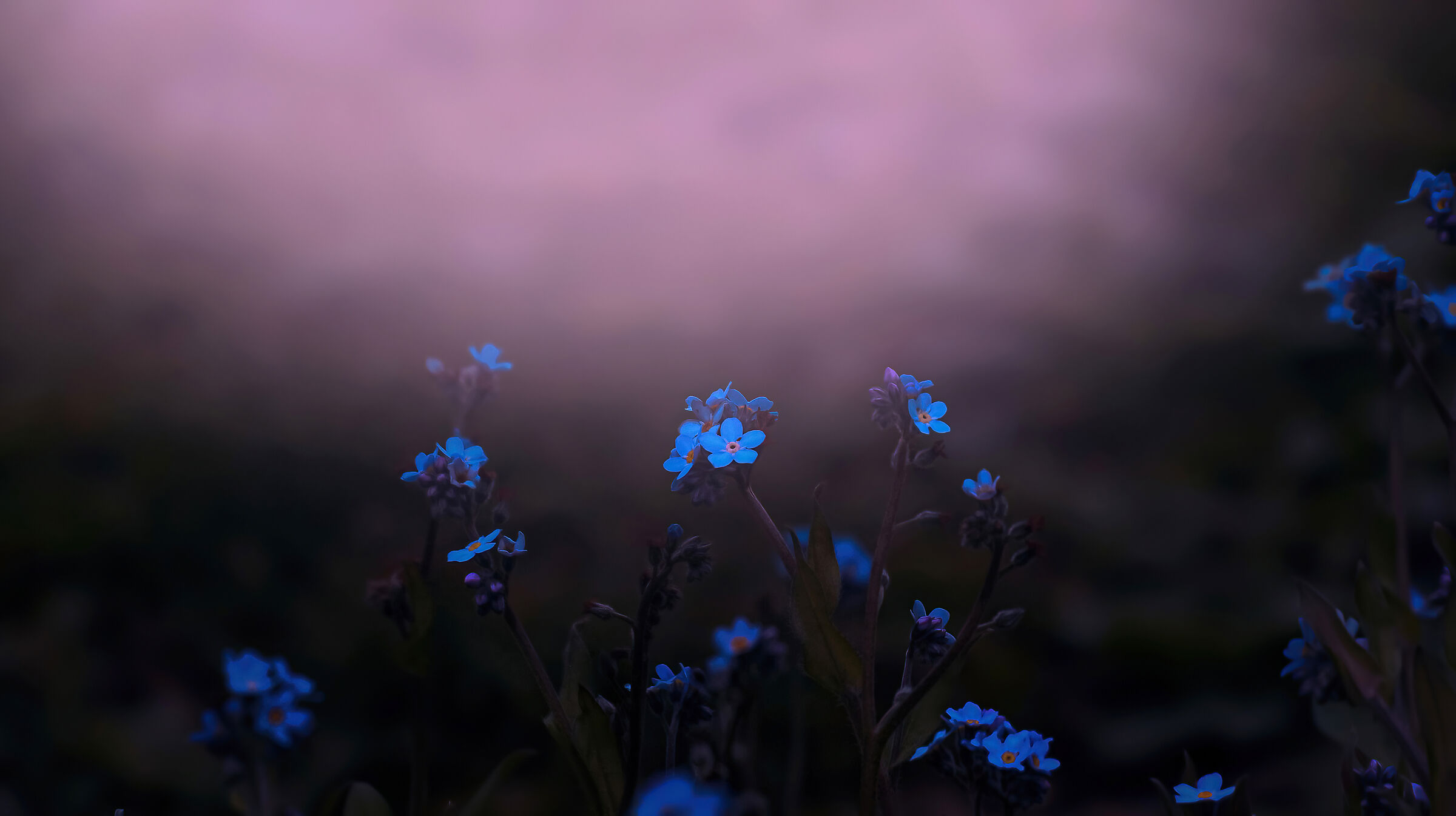 Non ti scordar di me un bel fiore di campo