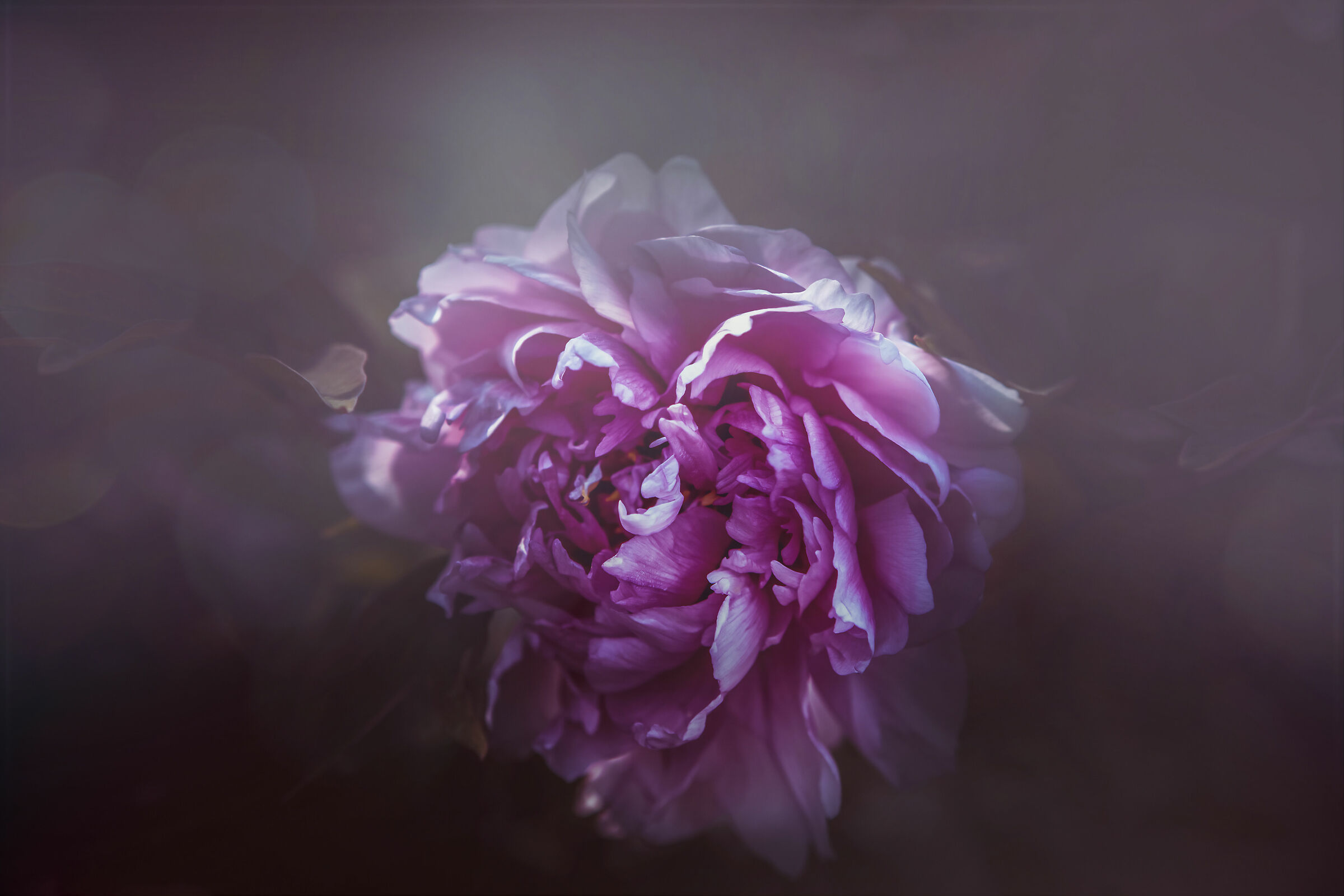 una rosa in procinto di aprirsi