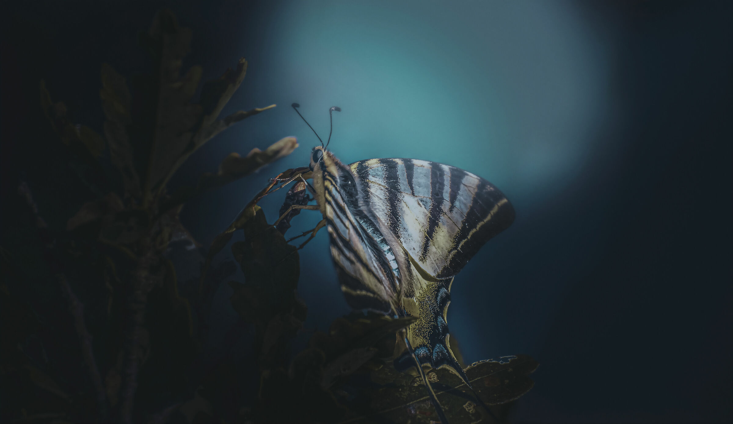 Iphiclides podalirius in posa