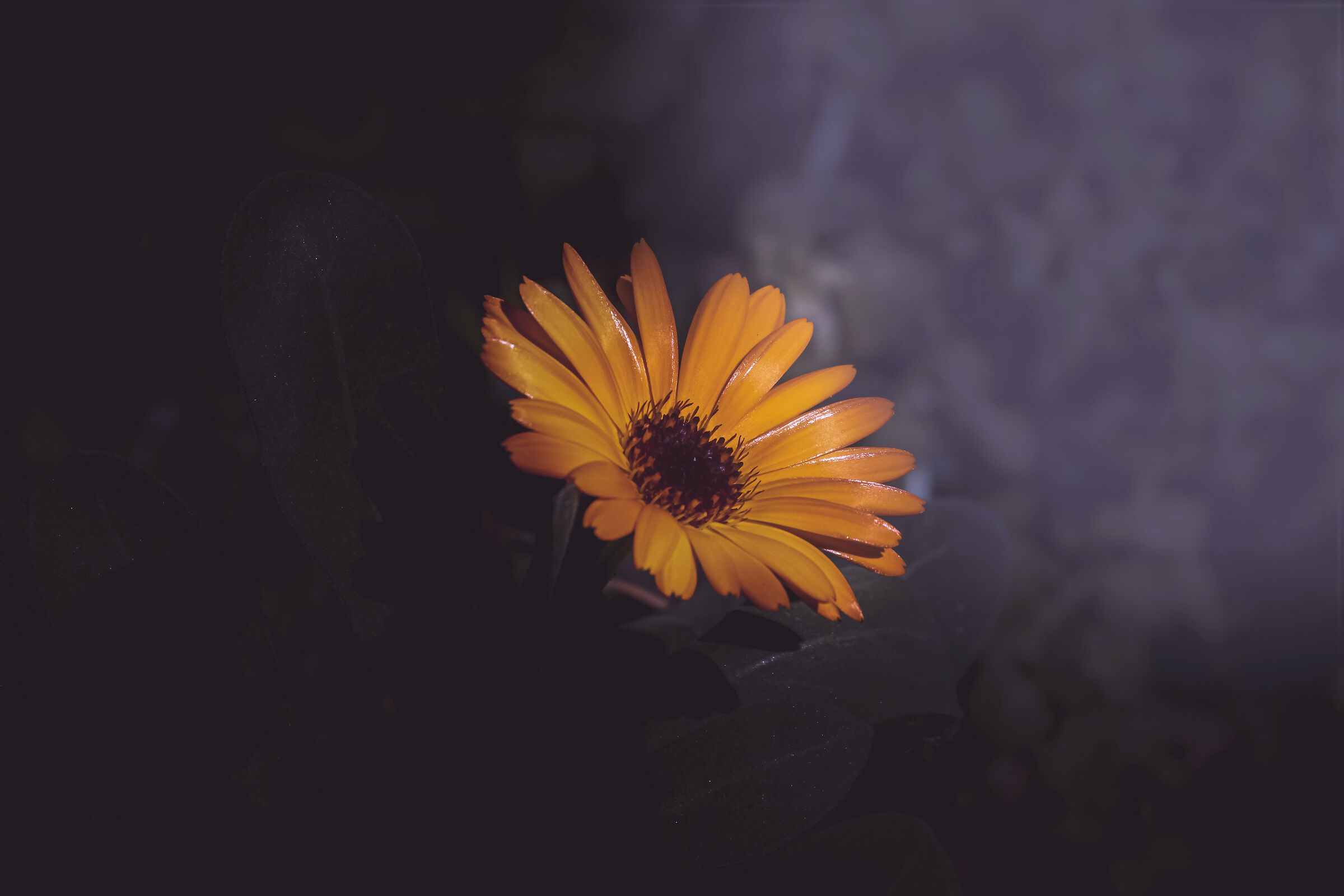 ogni fiore e speciale e delicato