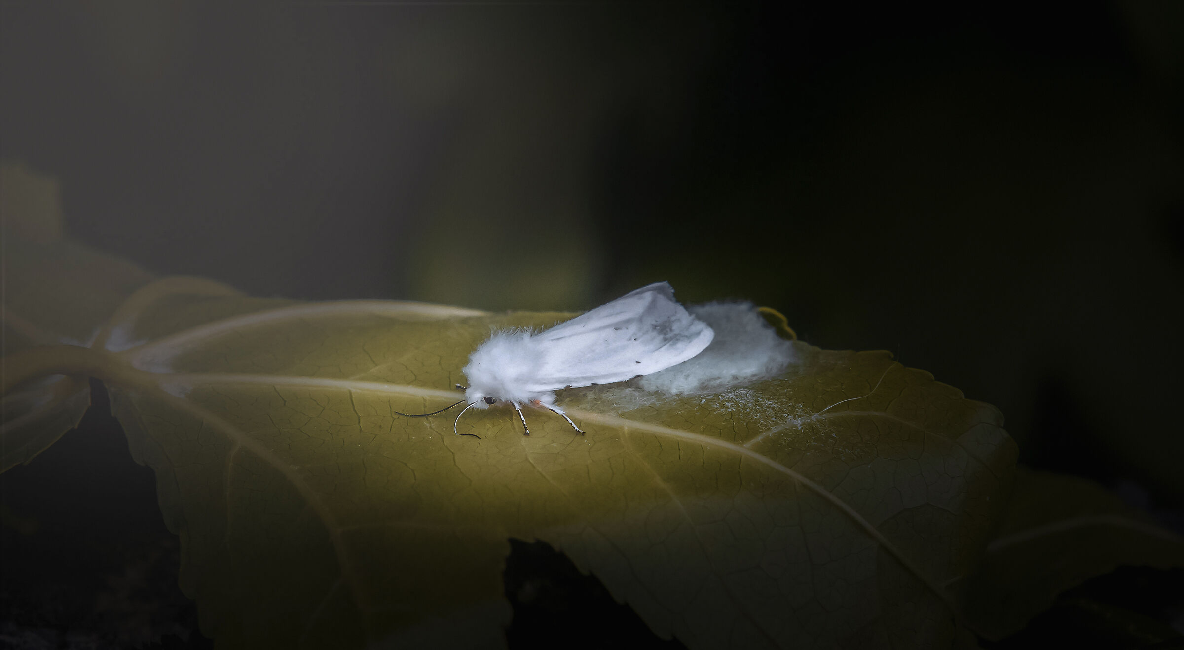 Ifantria americana