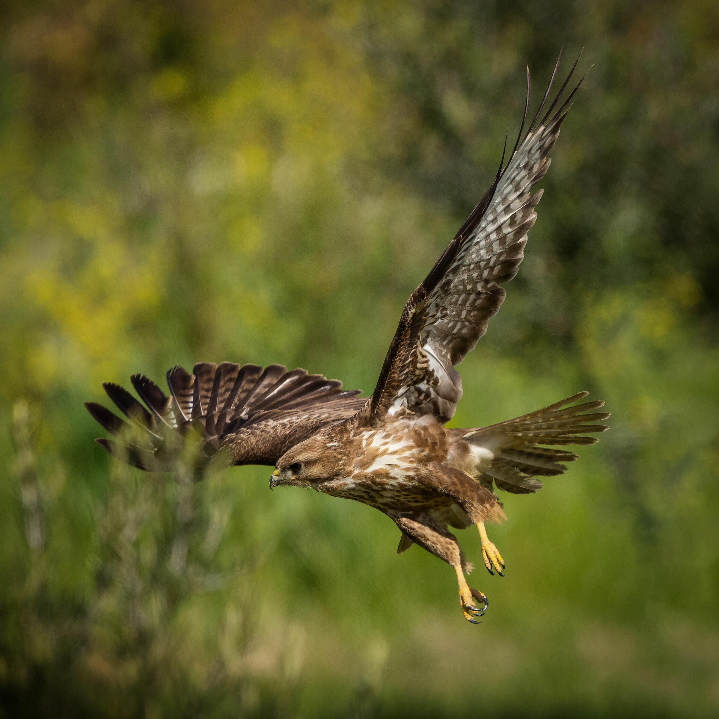 Buteo in Flight